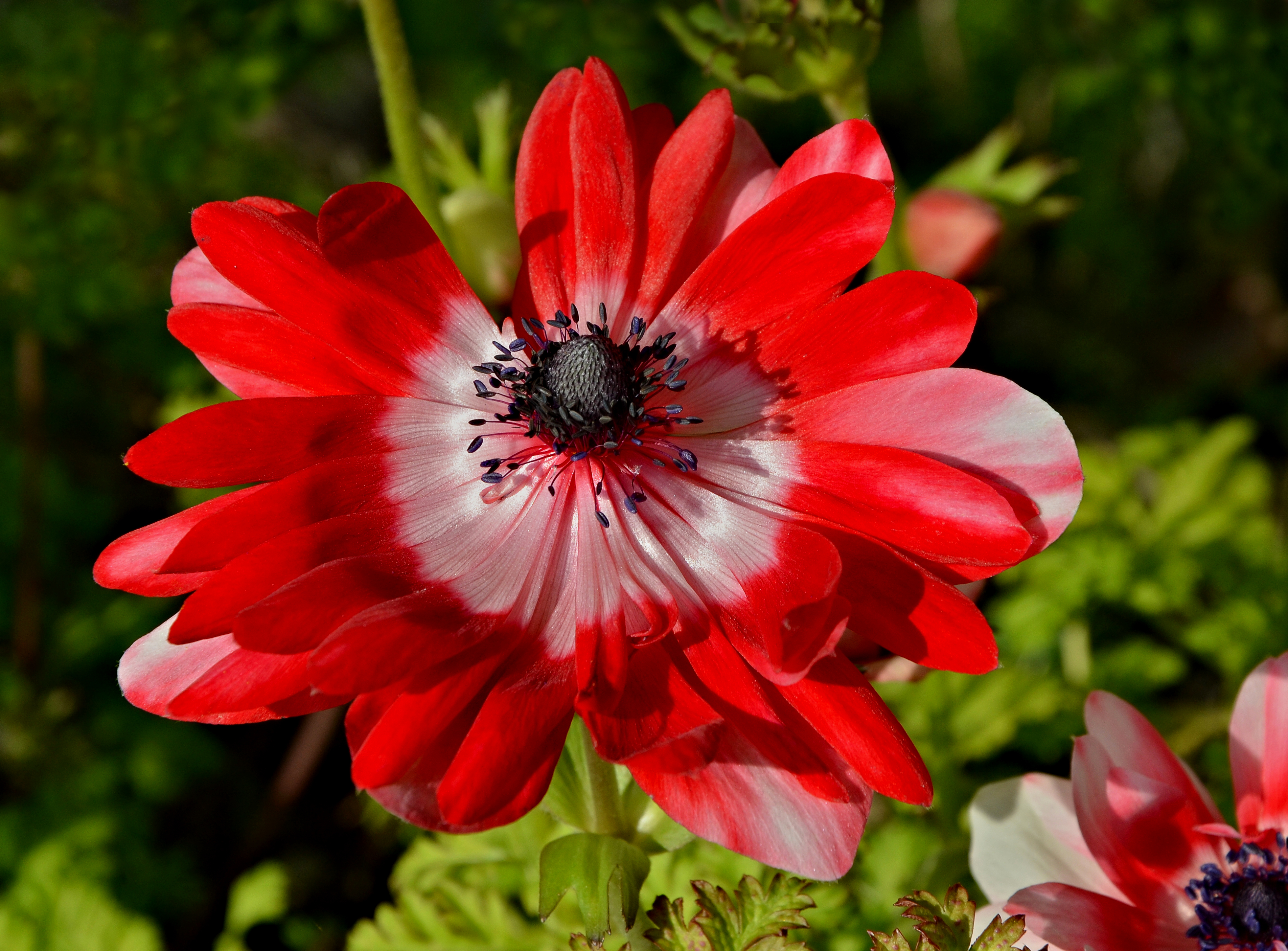 Anémone Rouge FR 2014