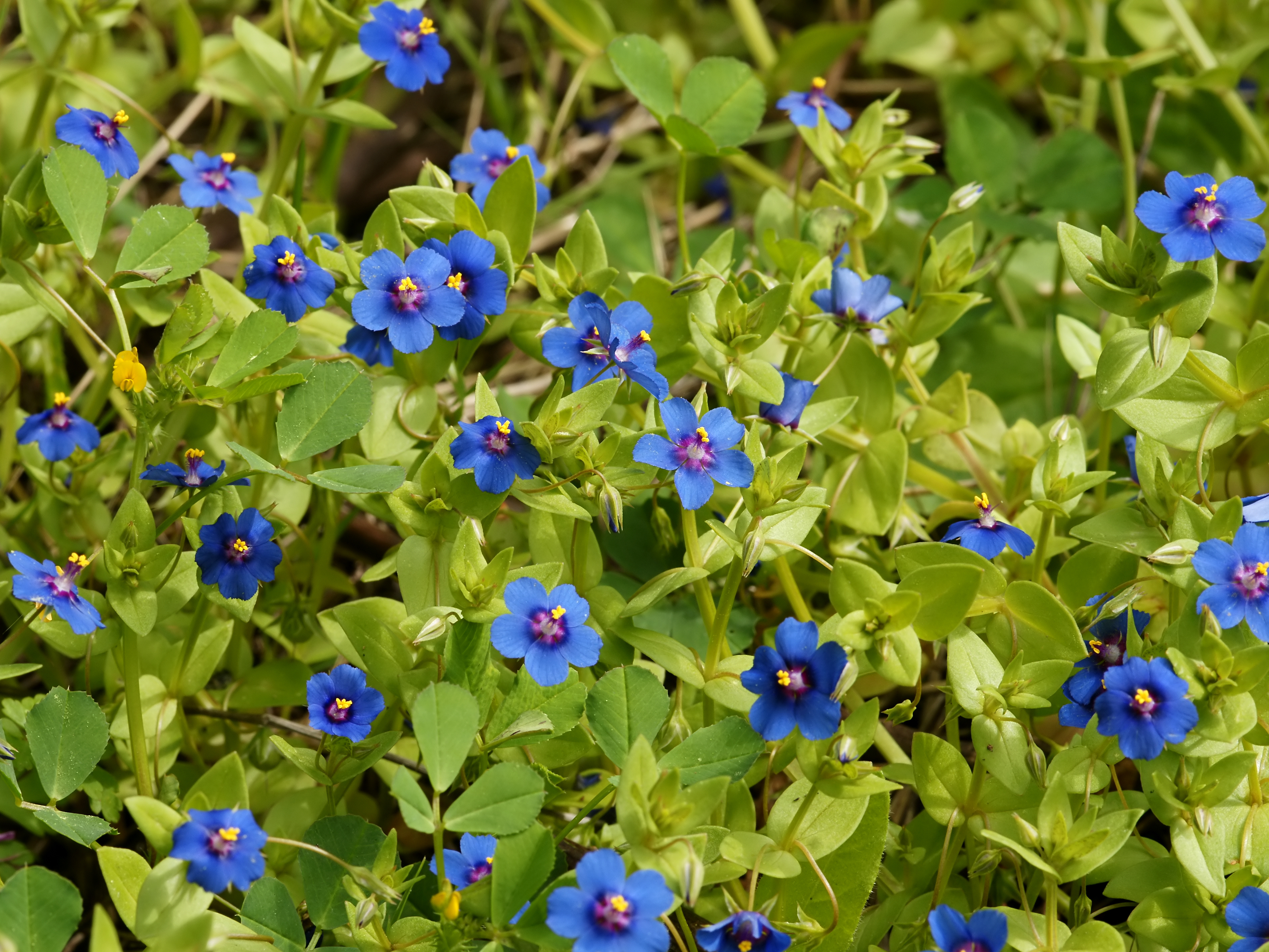 Anagallis arvensis (habitus)