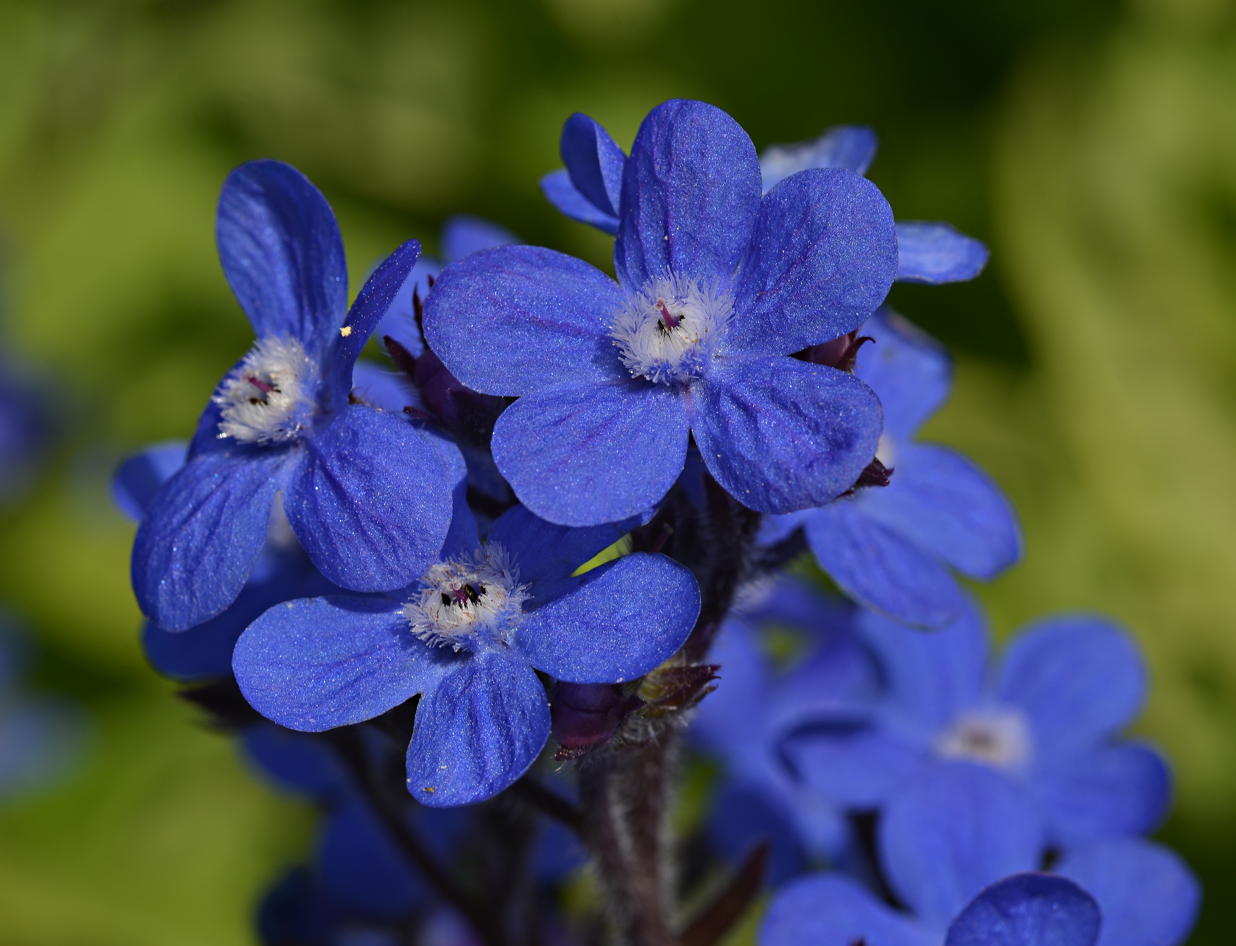 Anchusa azurea Closeup