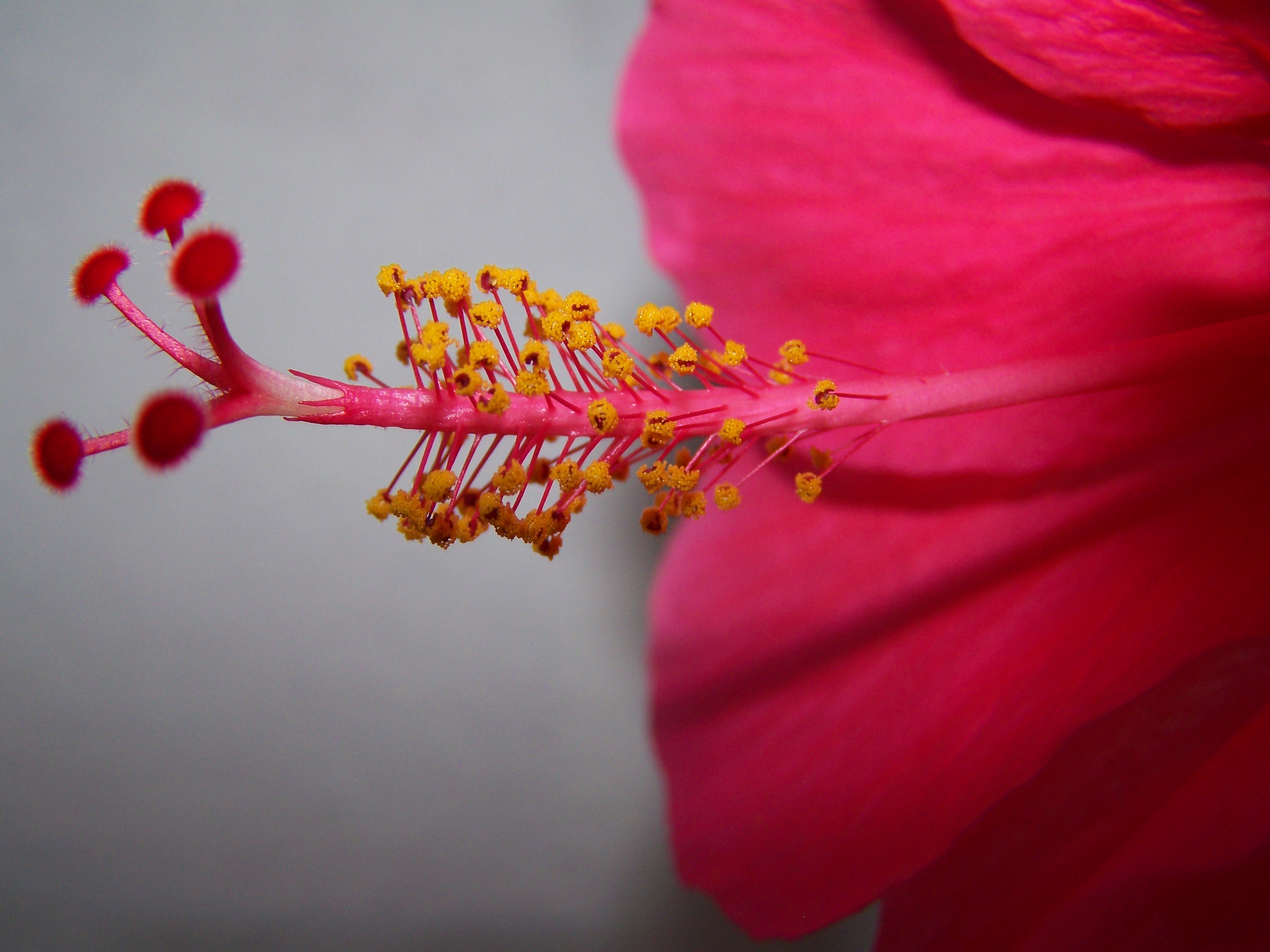 Androgynophor Hibiscus