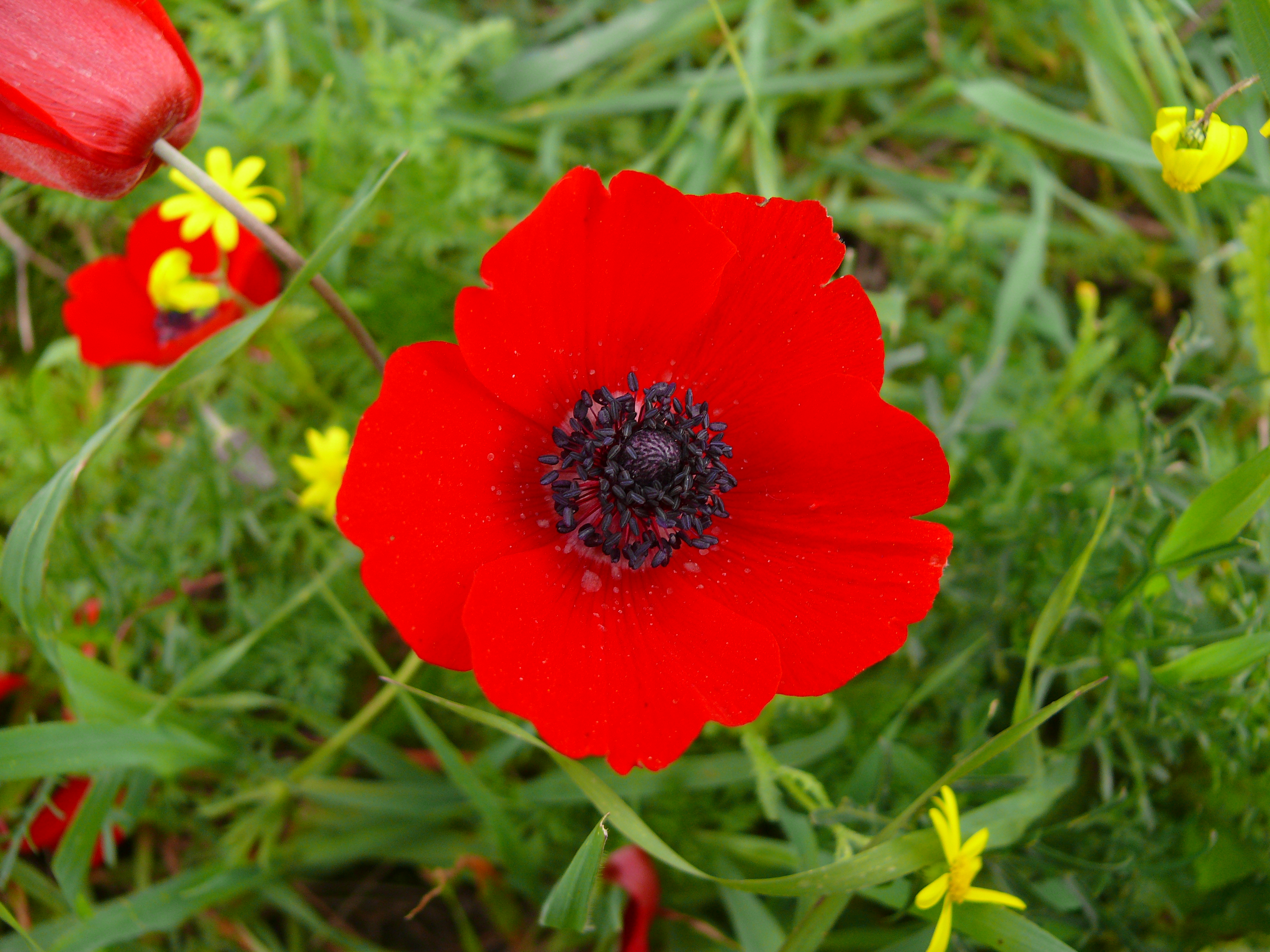 Anemone-coronaria0002
