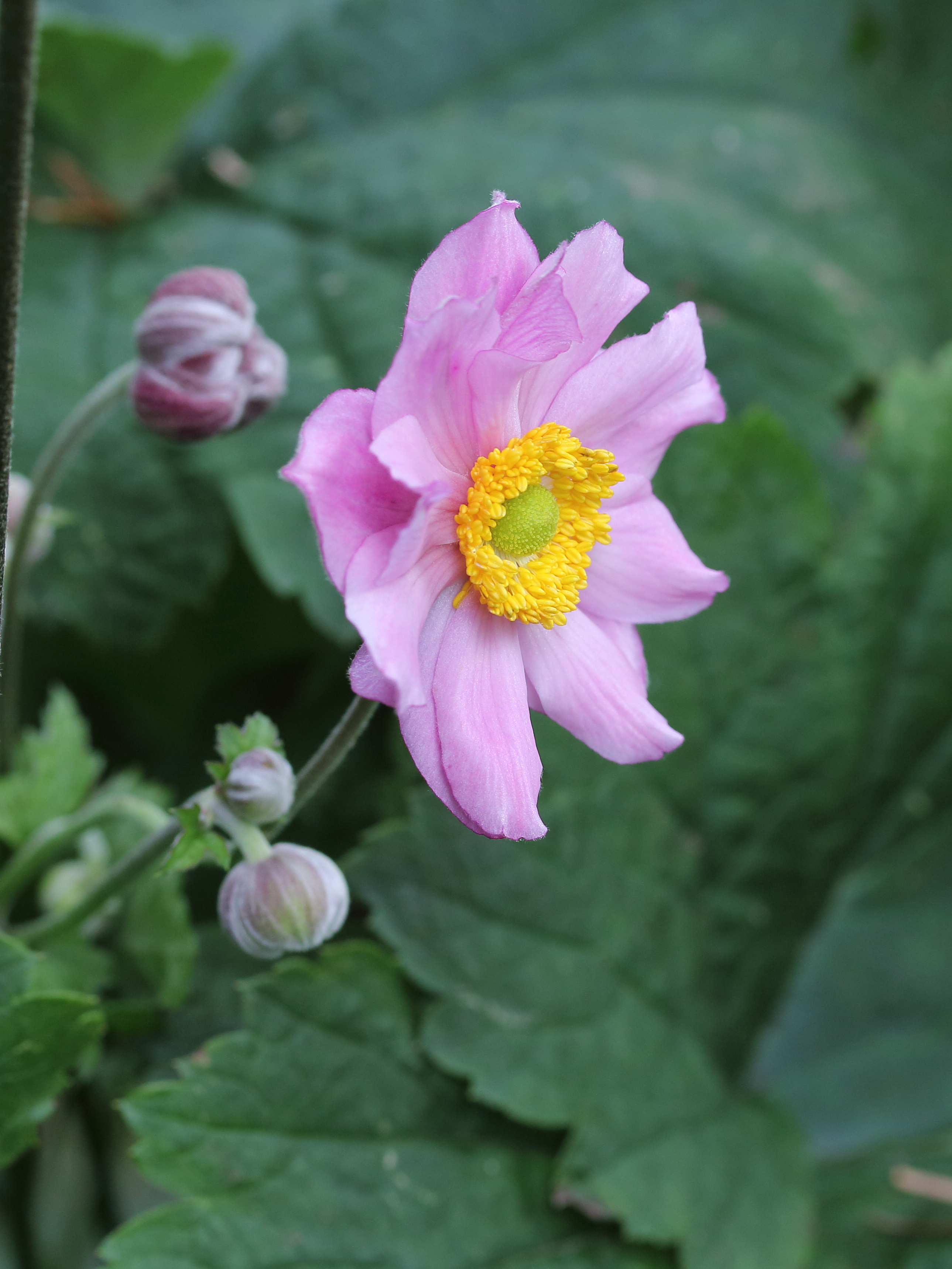 Anemone 'Eugenie' 02