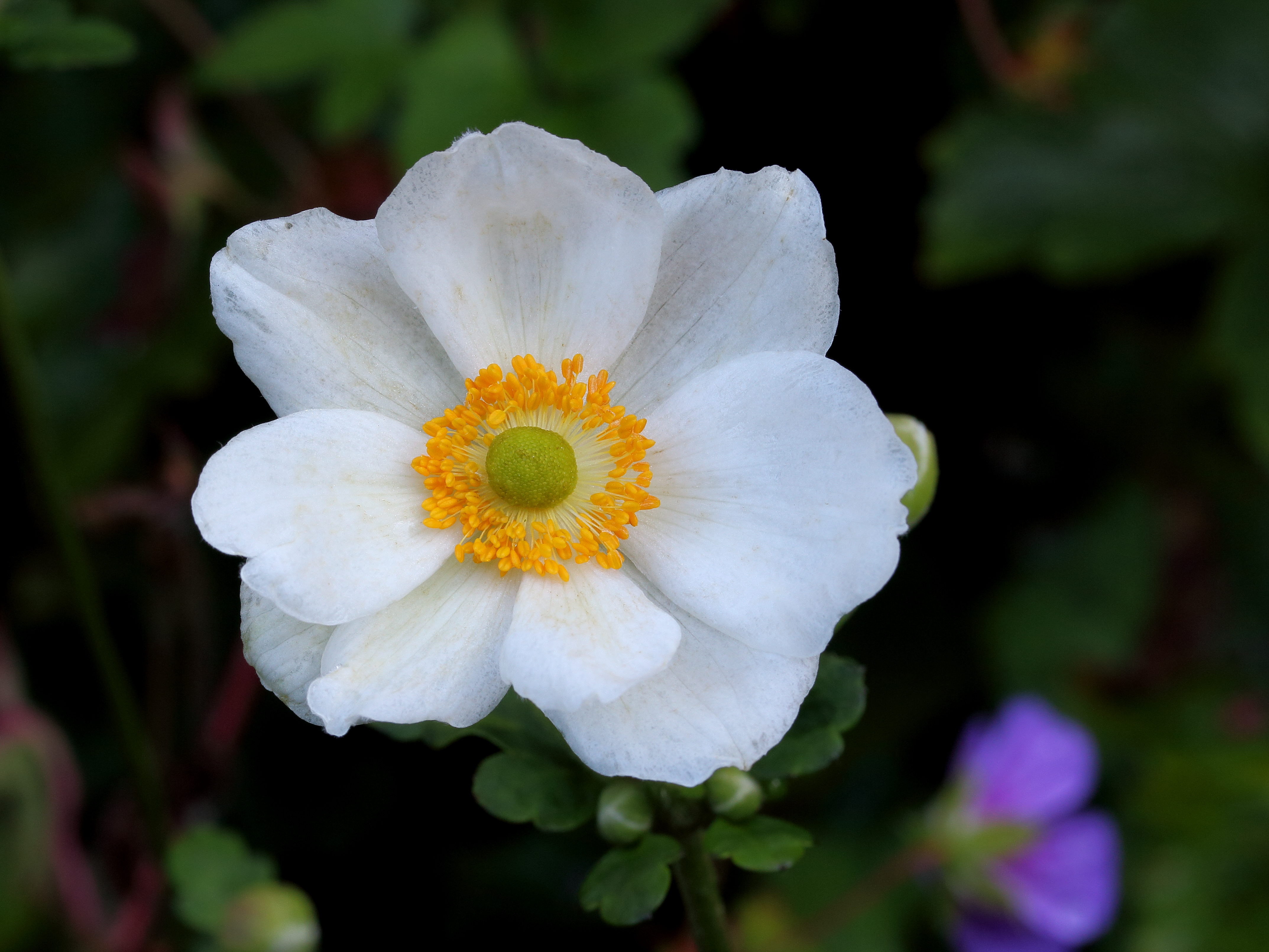 Anemone 'Honorine Jobert'. Locatie, Tuinreservaat Jonkervallei