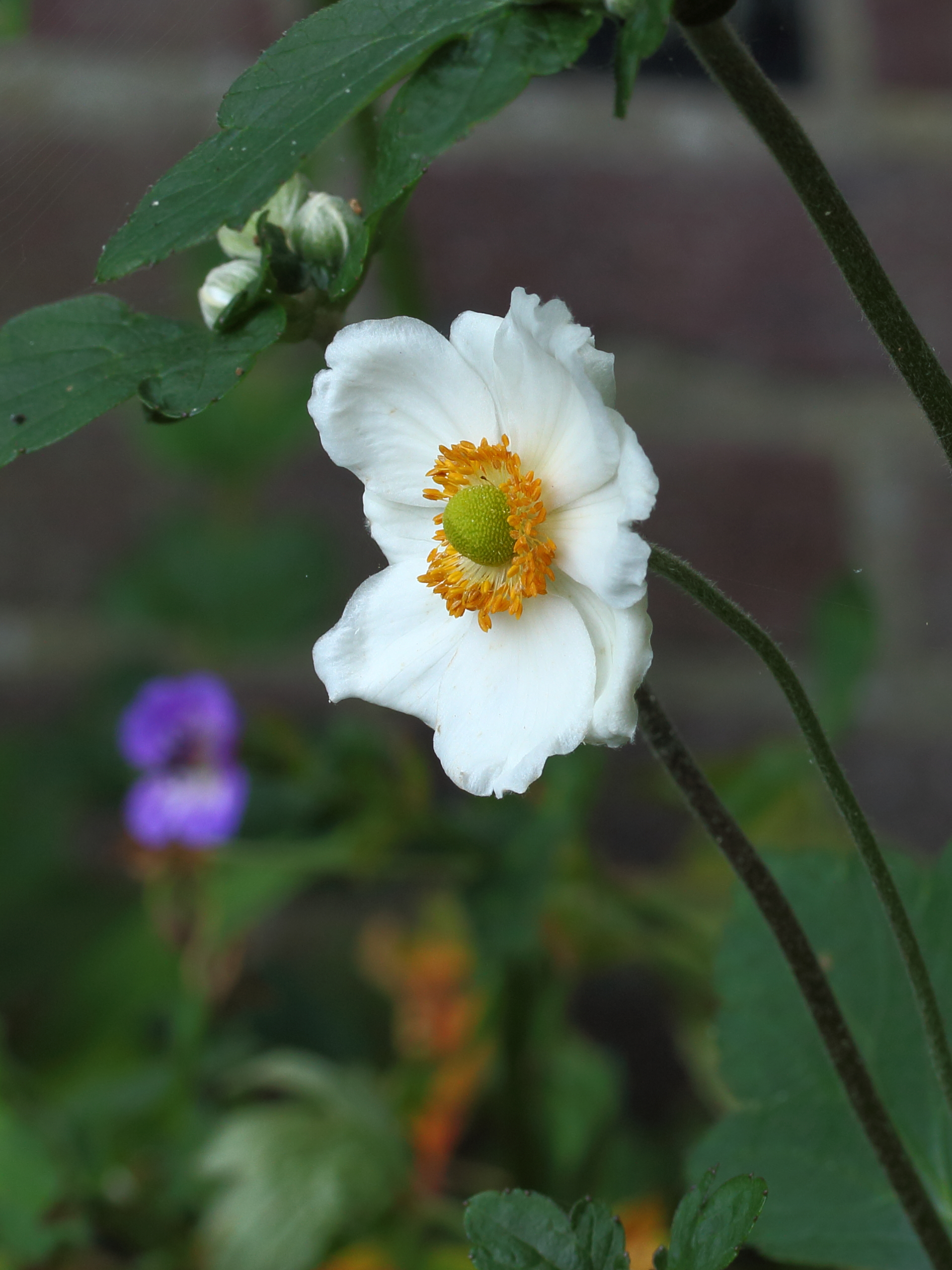 Anemone 'Honorine Jobert'