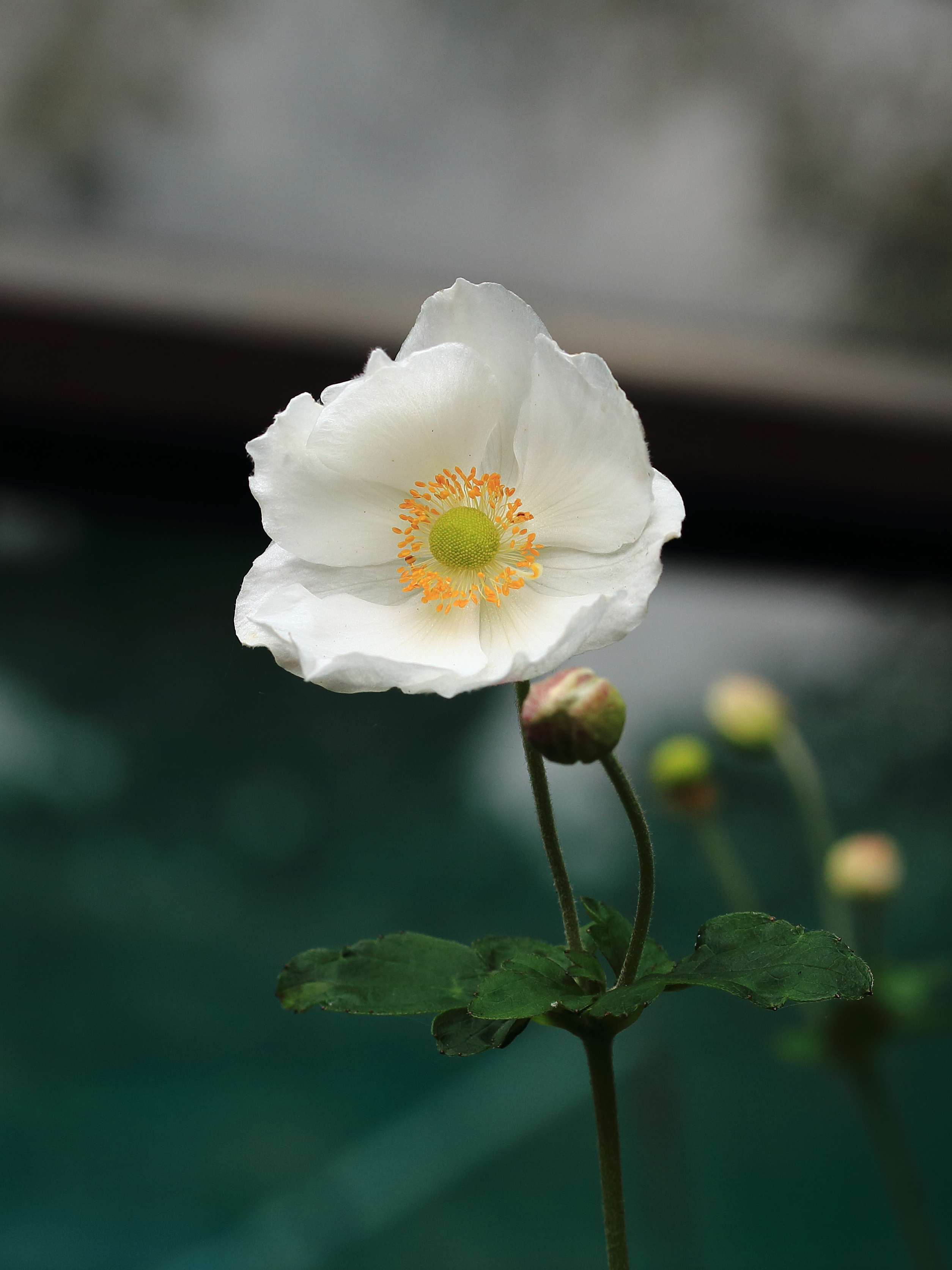 Anemone 'Honorine Jobert' 02