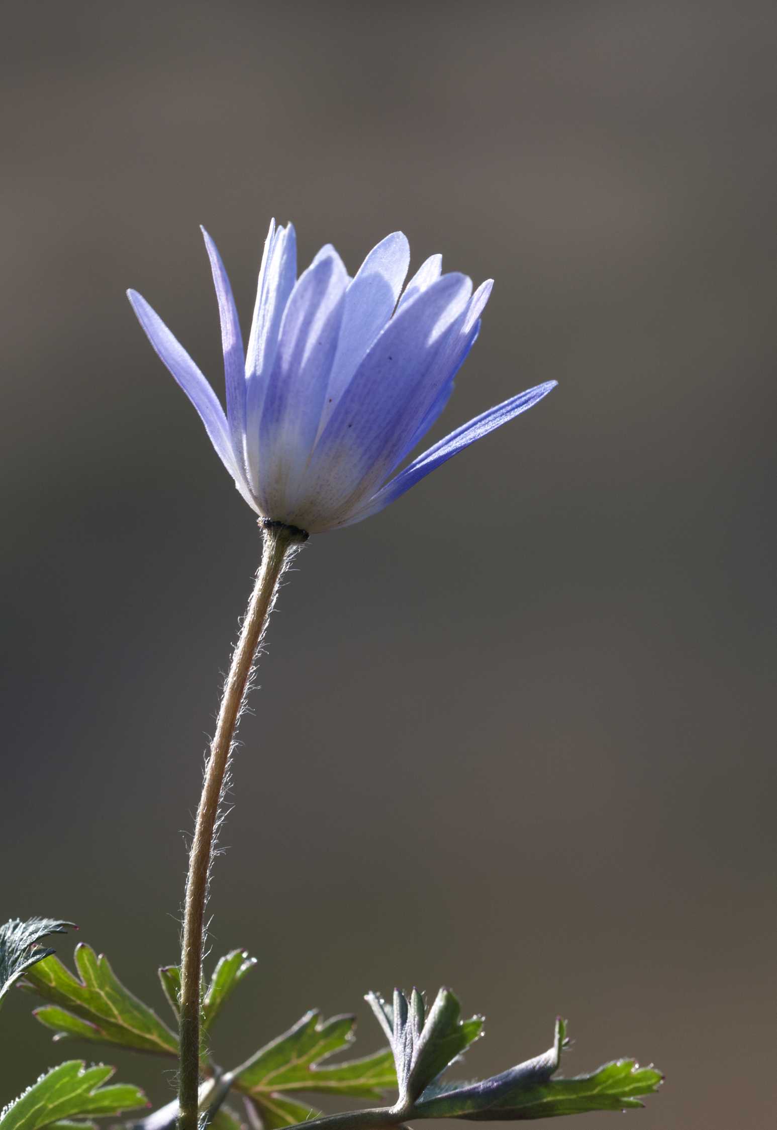 Anemone blanda - Winter windflower 02