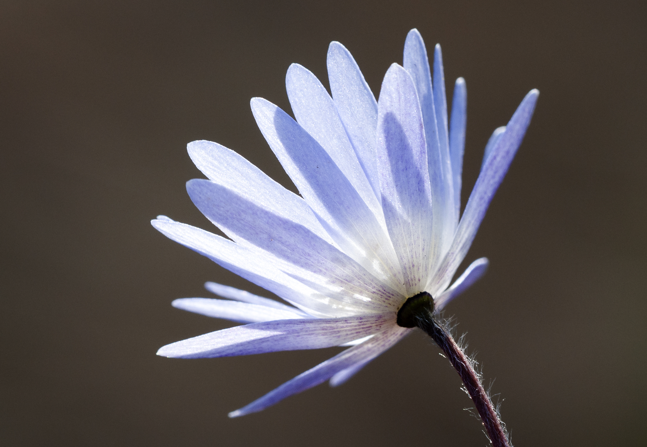 Anemone blanda - Winter windflower 03