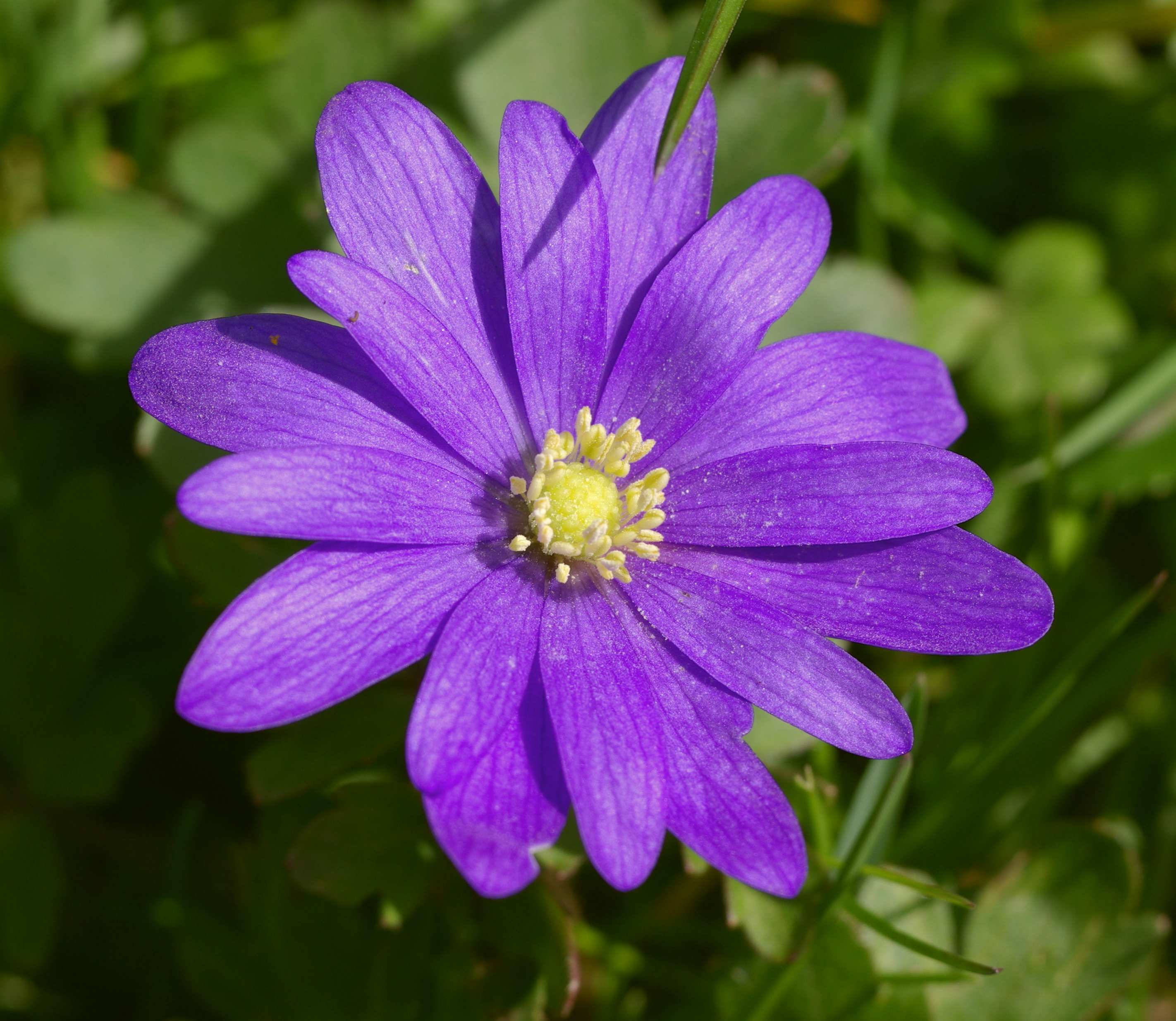 Anemone blanda BW