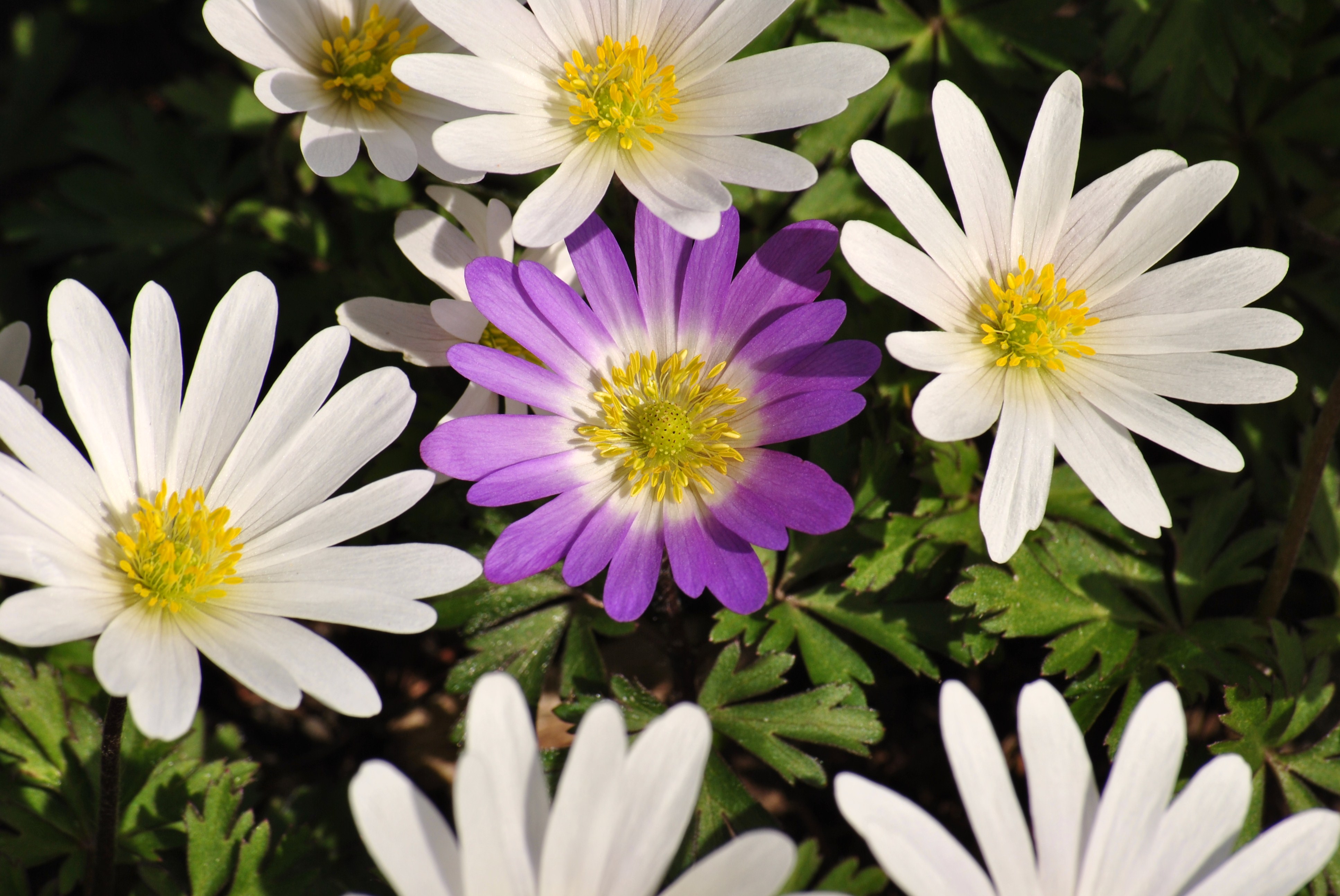 Anemone blanda purple white 2010-04-24
