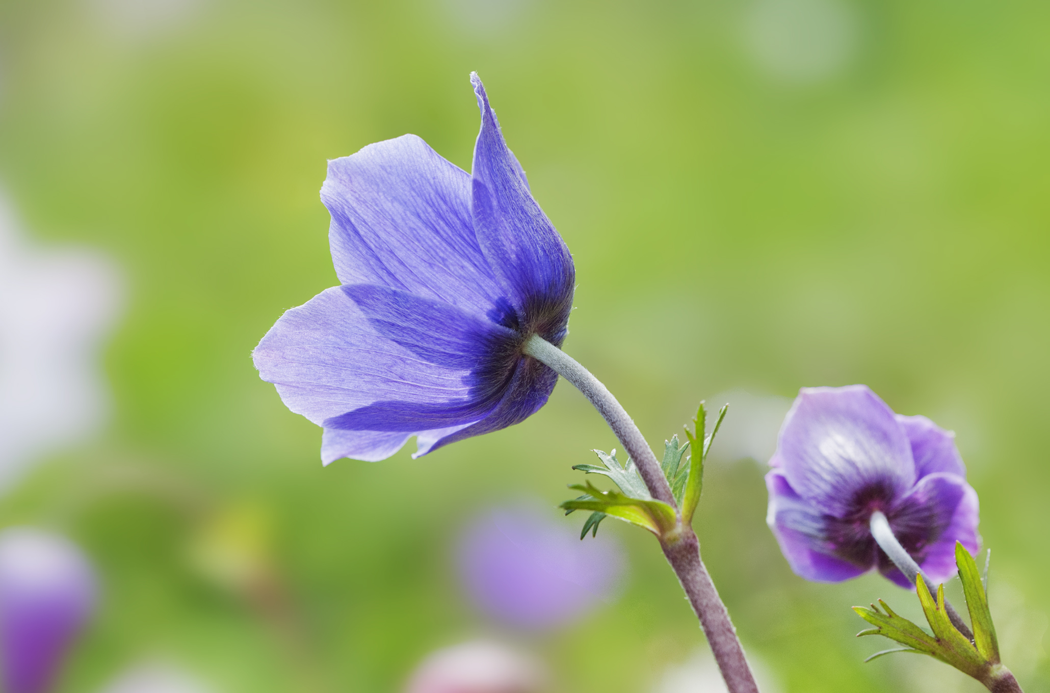 Anemone coronaria - 01