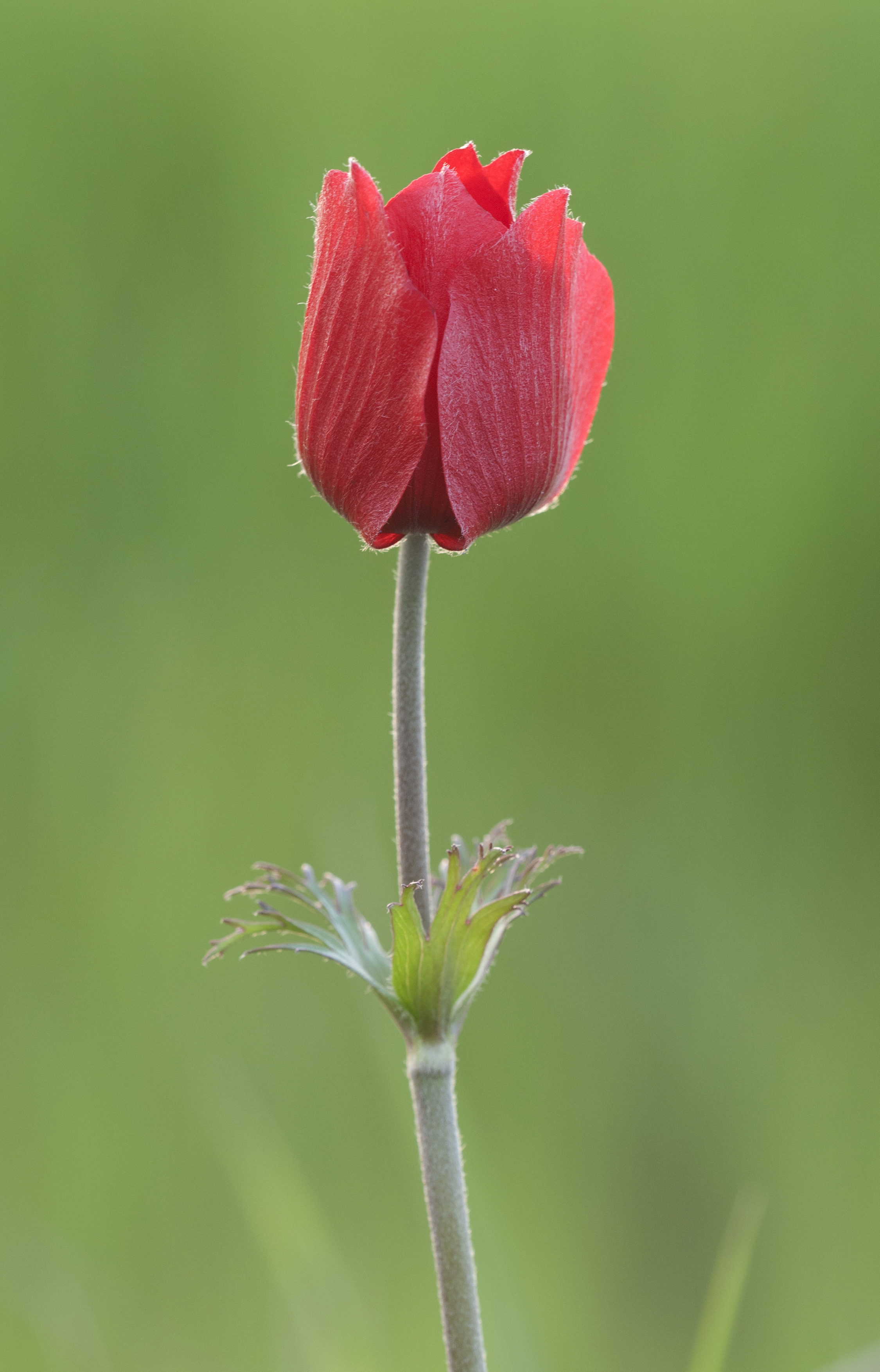 Anemone coronaria - Poppy anemone 01