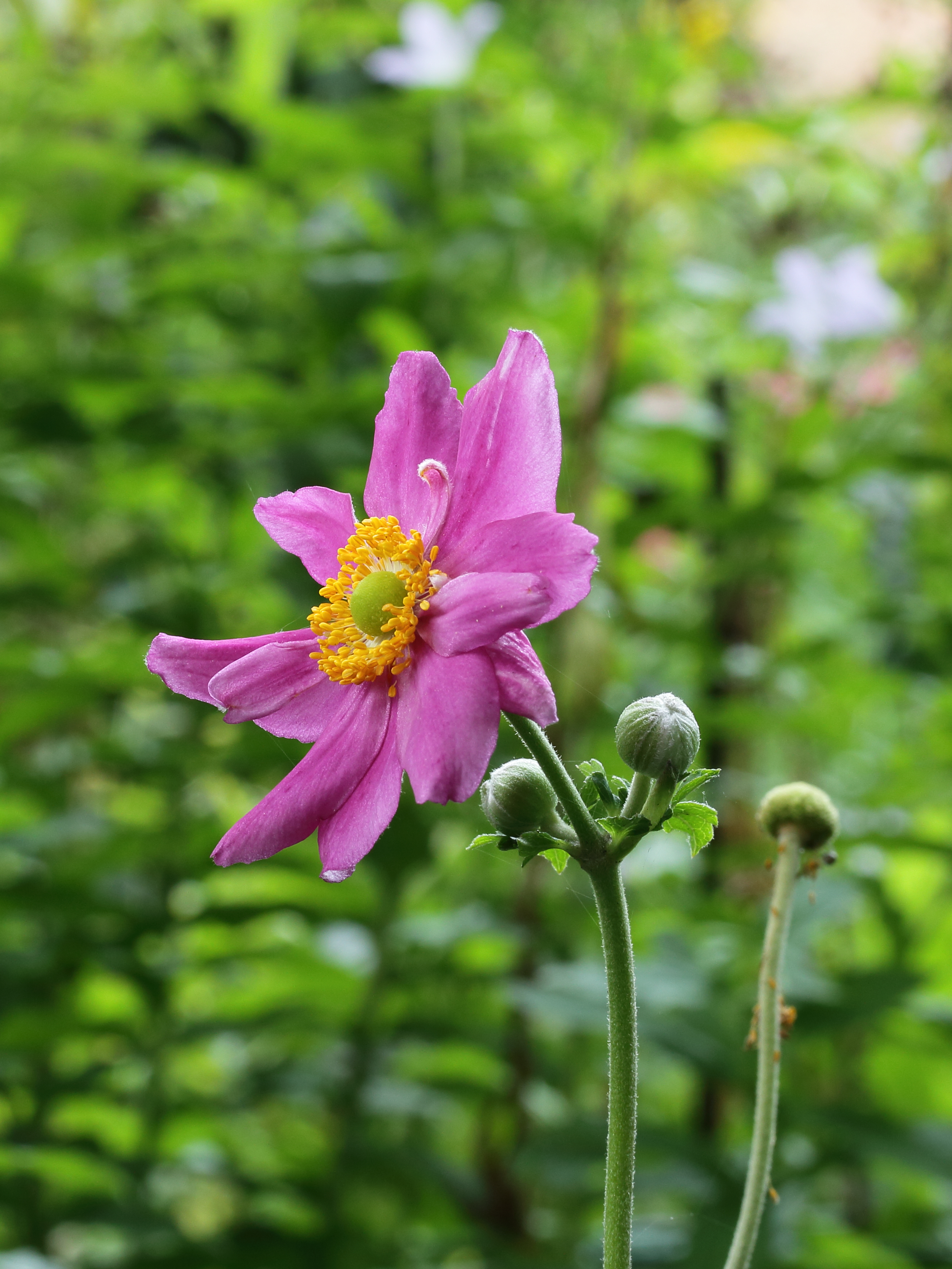 Anemone hupehensis 02