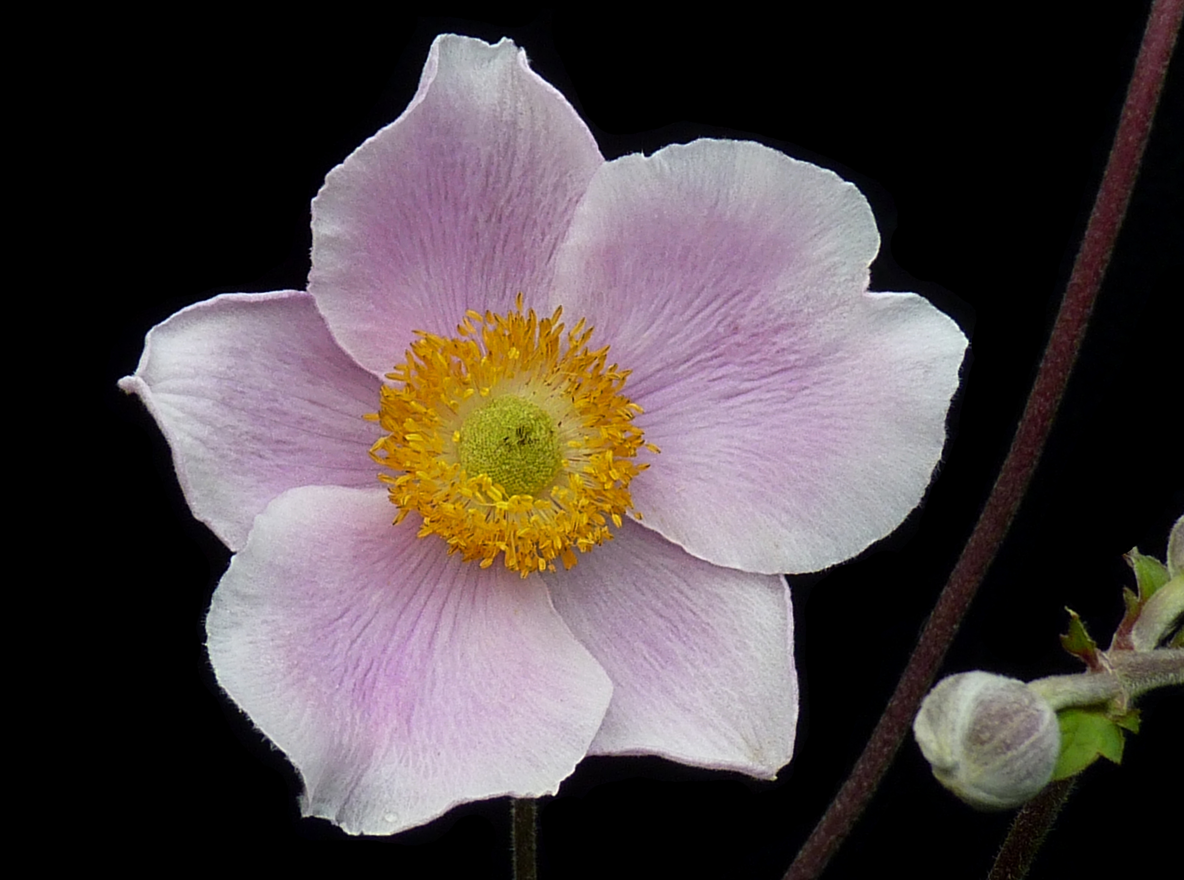 Anemone hupehensis J1