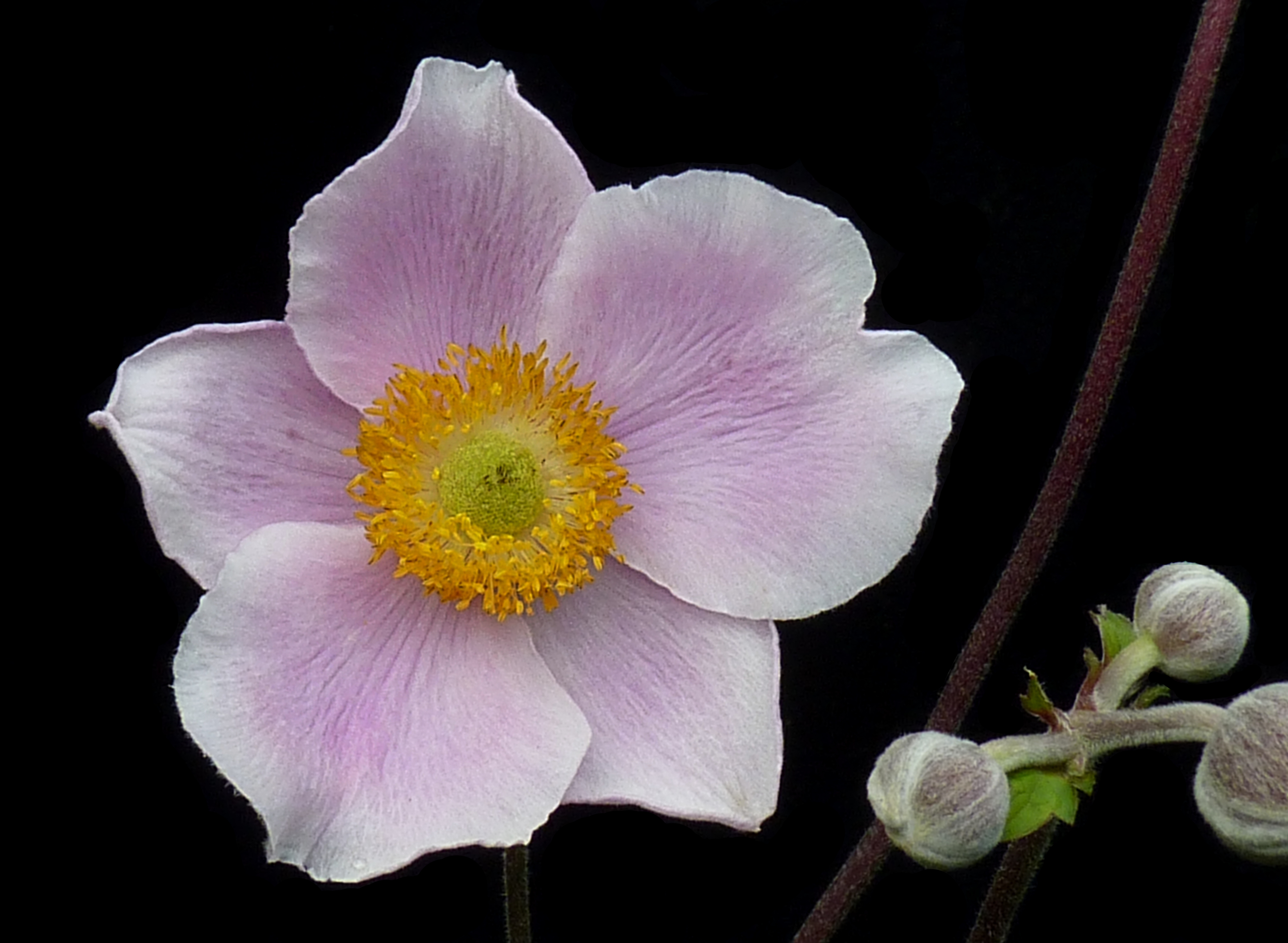 Anemone hupehensis J2