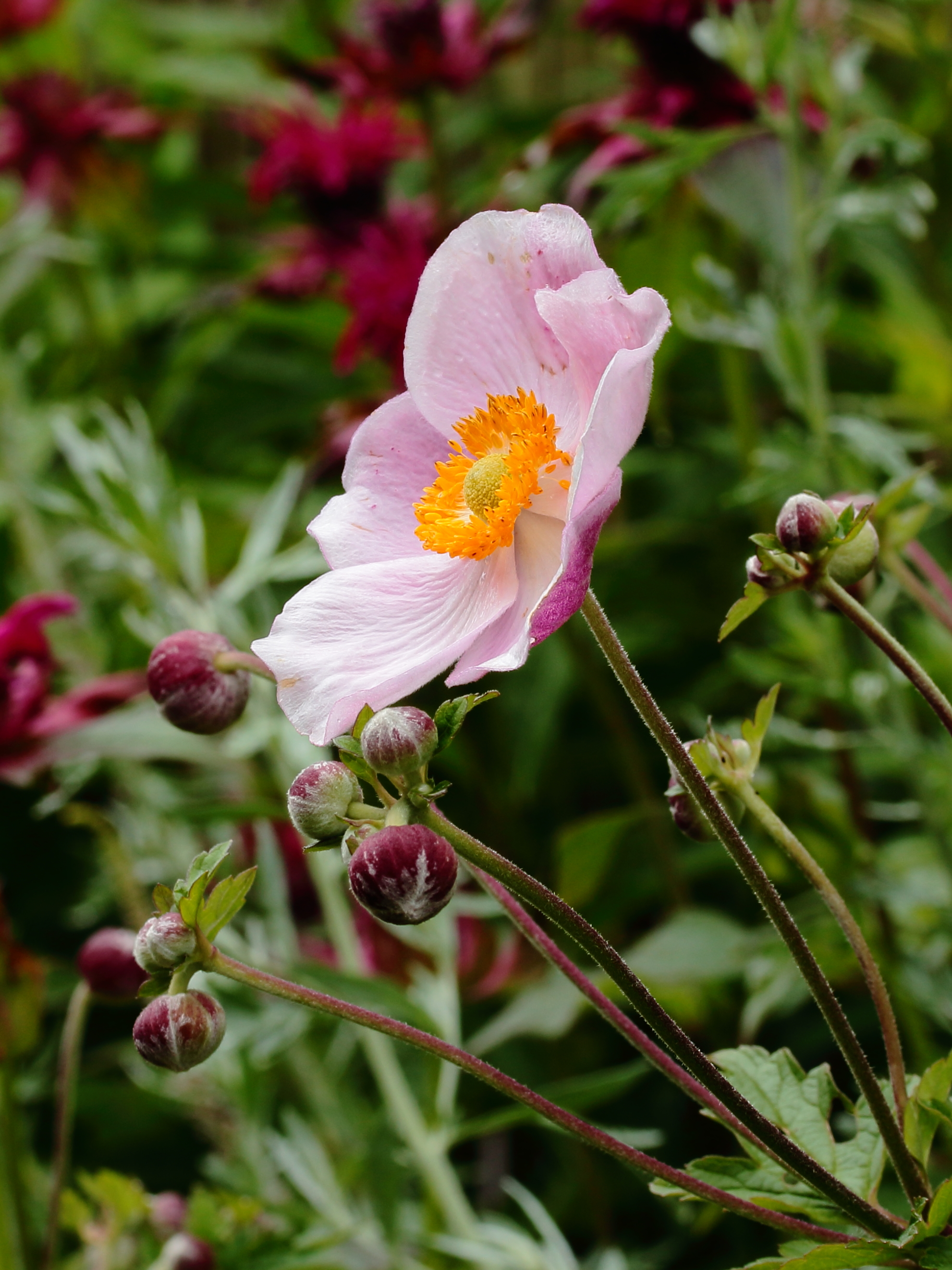 Anemone hybrida 'Ouverture'