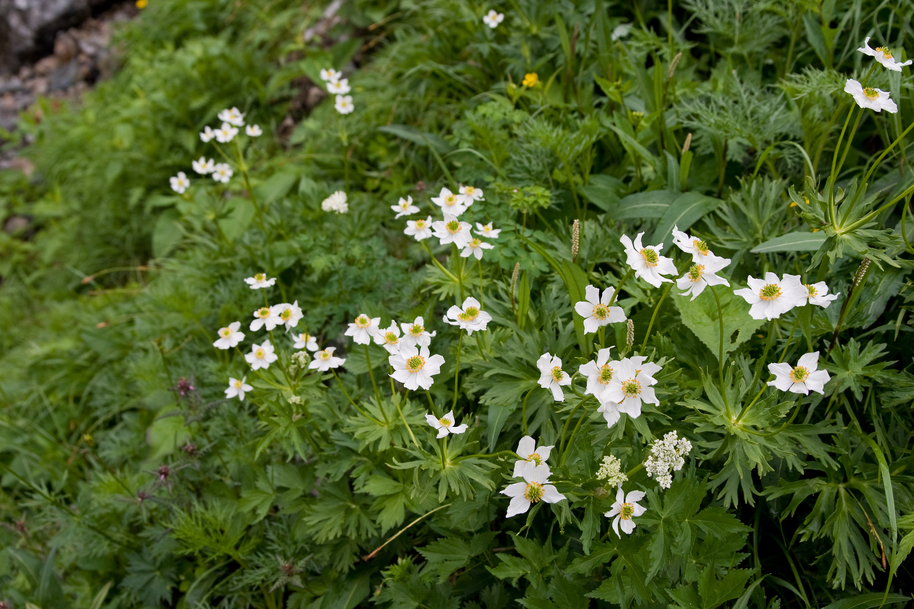 Anemone narcissiflora 18
