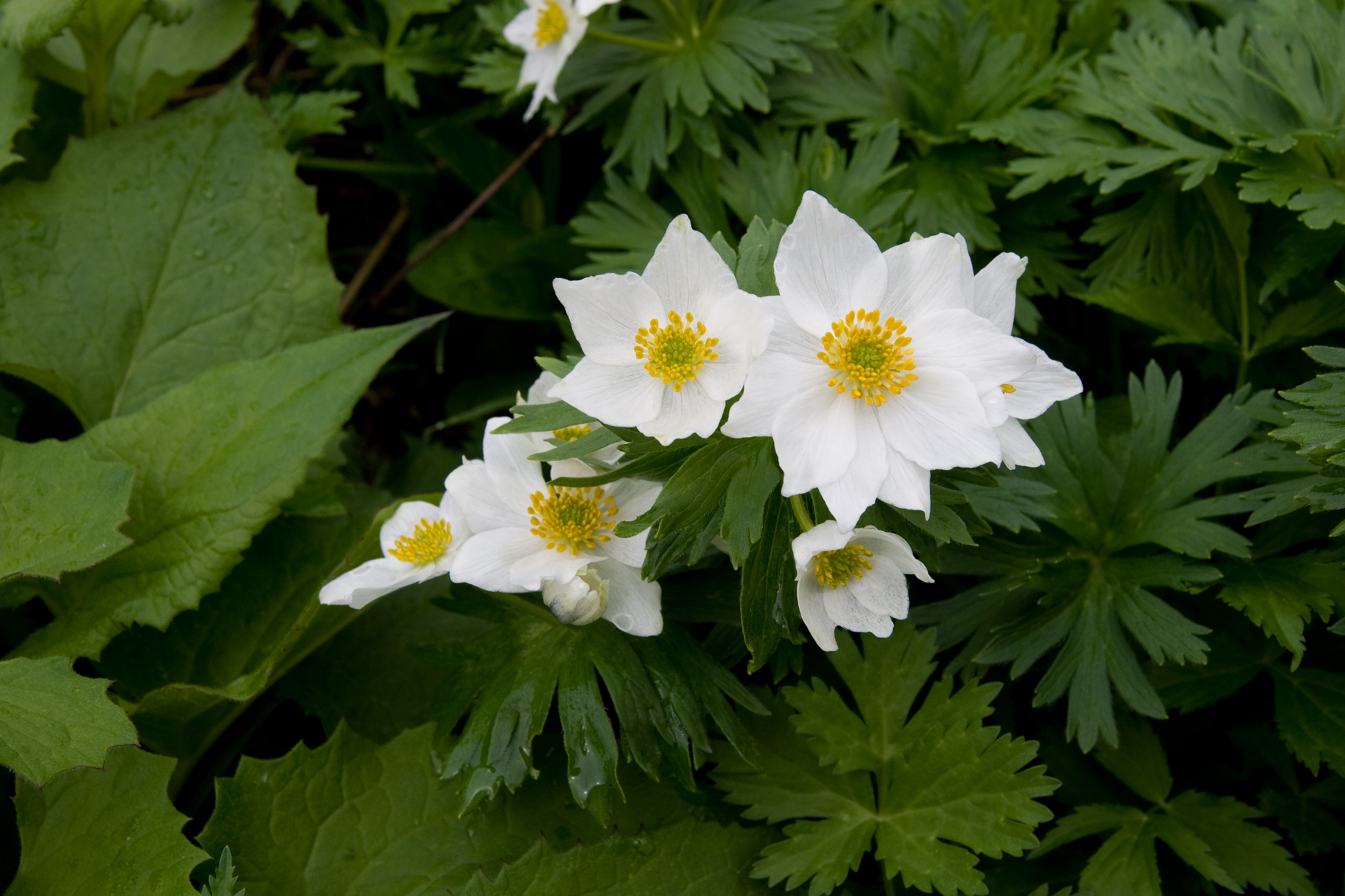 Anemone narcissiflora 20