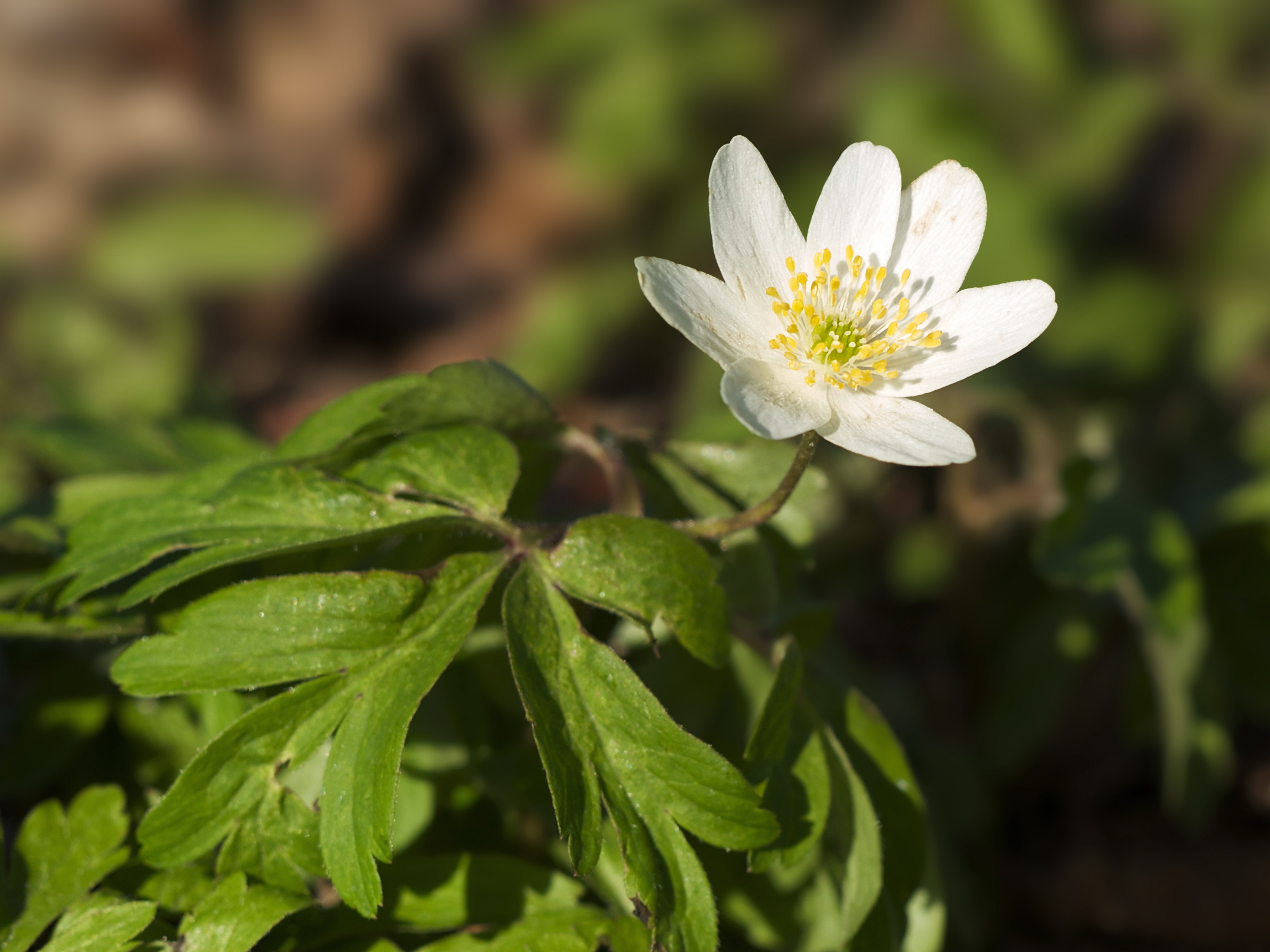 Anemone nemerosa LC0124