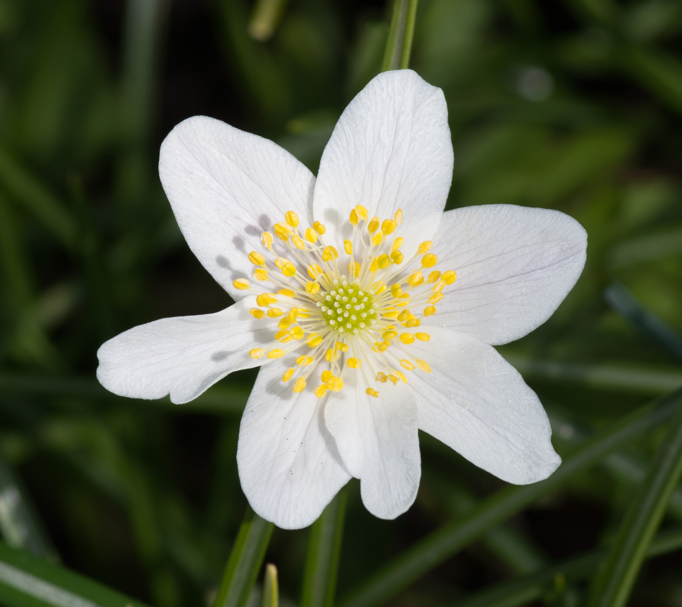 Anemone nemorosa - pistils