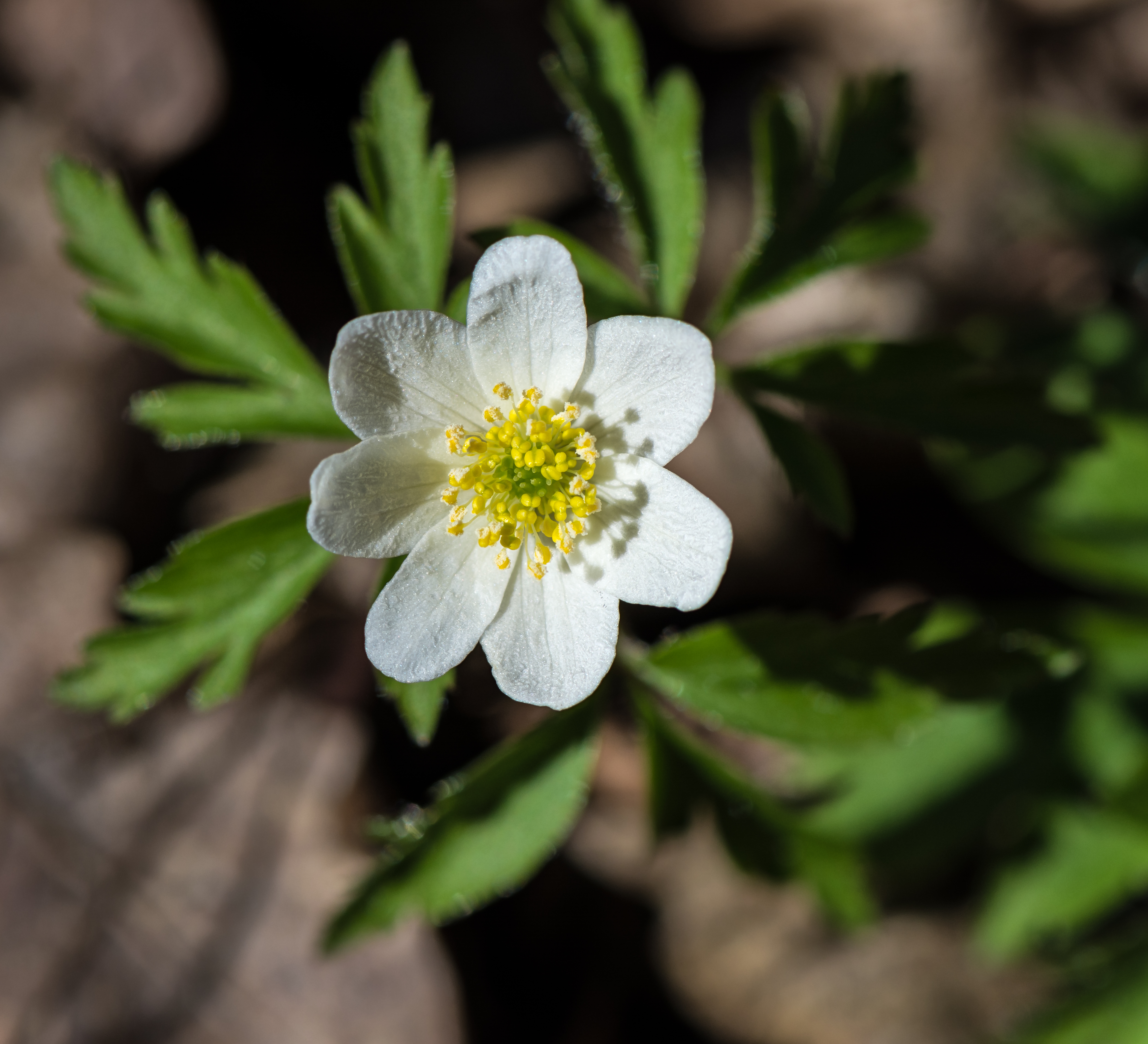 Anemone nemorosa 20180402 01
