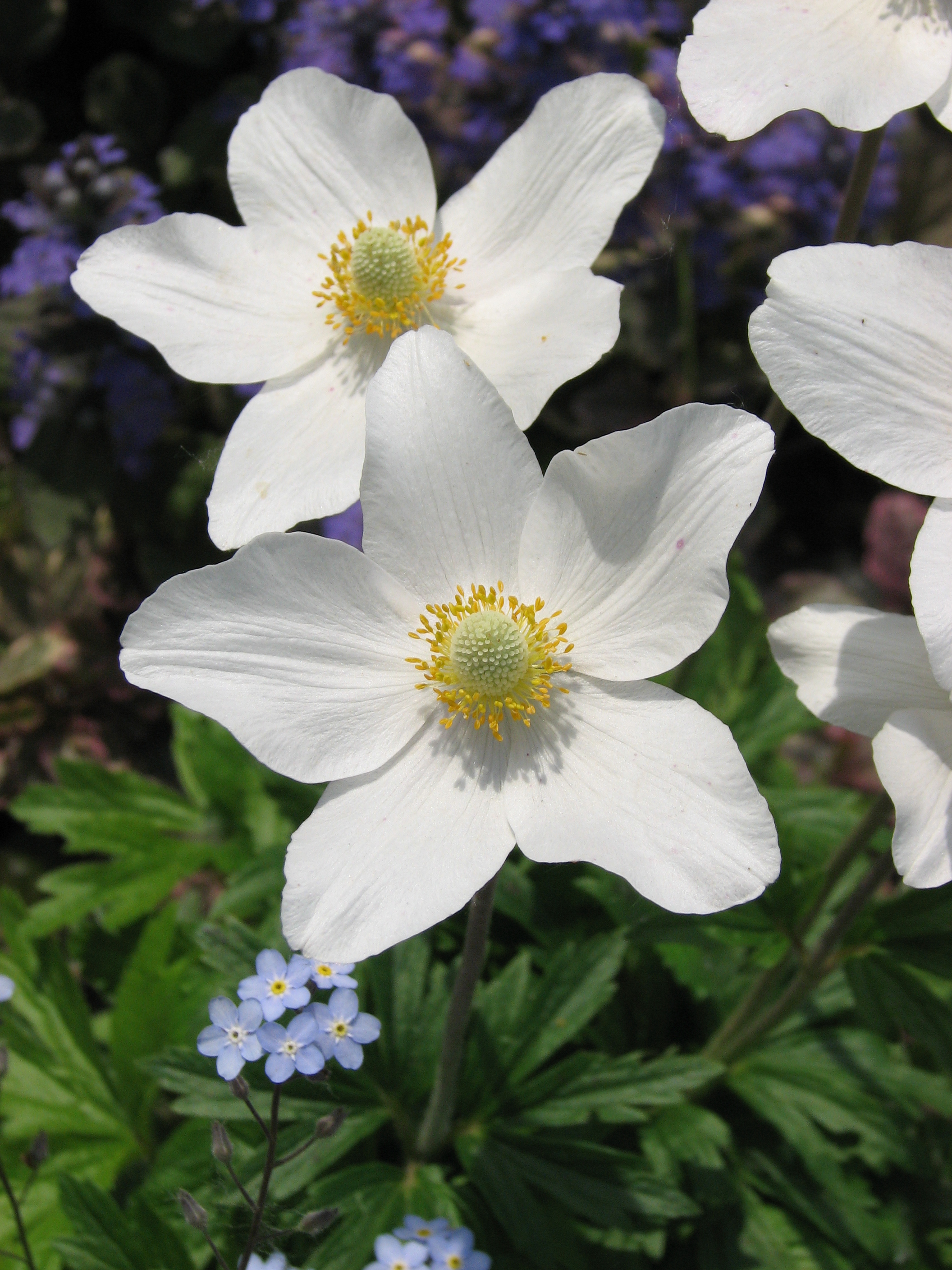 Anemone nemorosa cv. 03