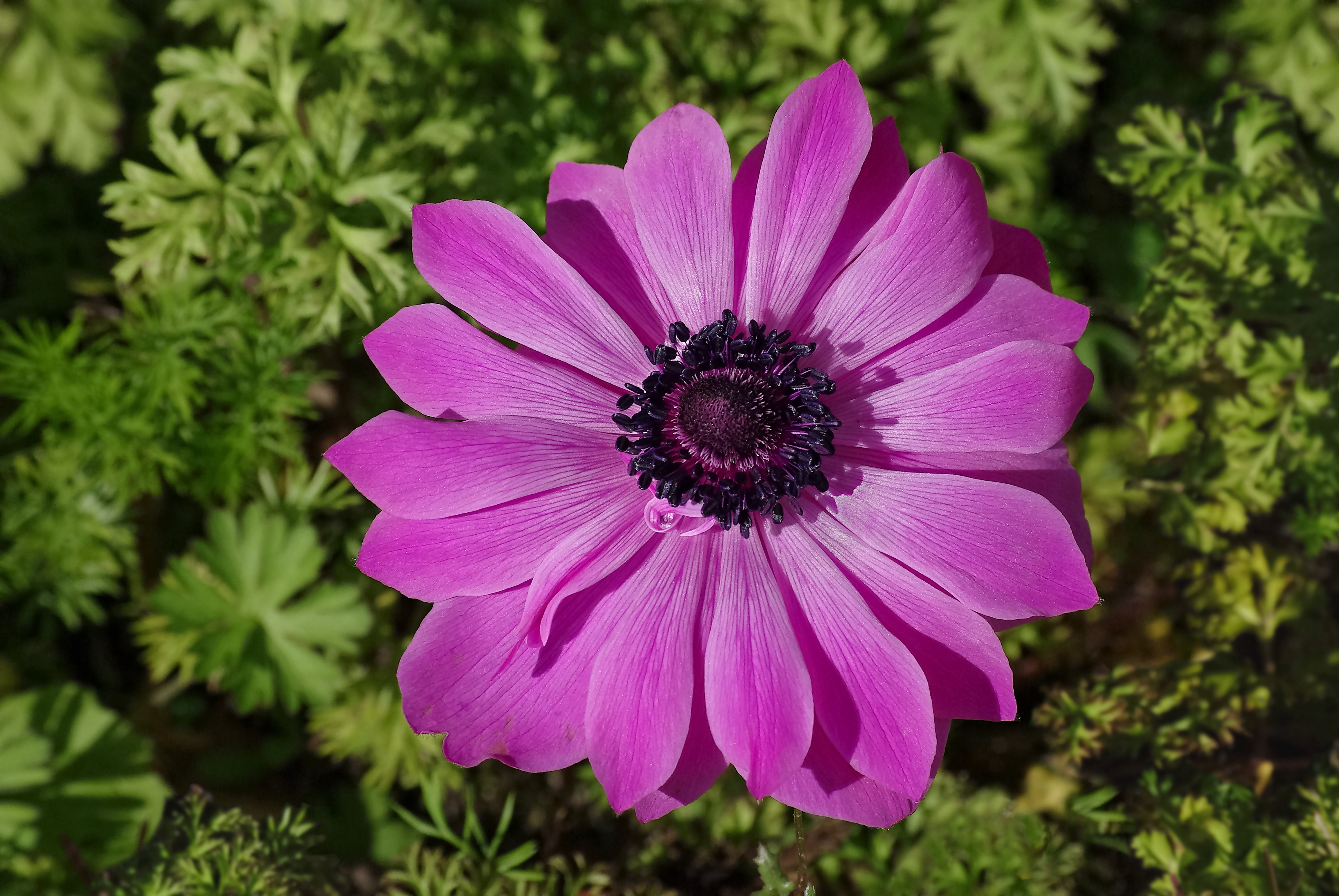 Anemone rose FR 2013