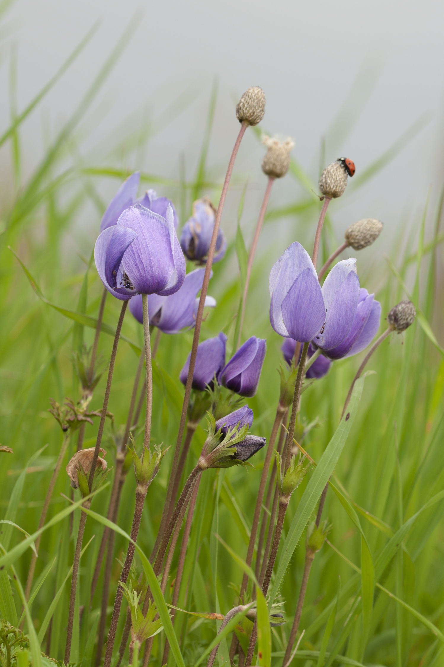 Anemones 01