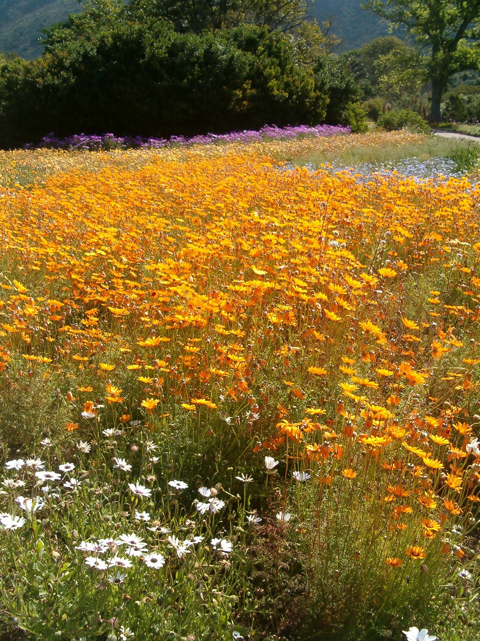 AnnualPlantsKirstenboshBotGard09292010C