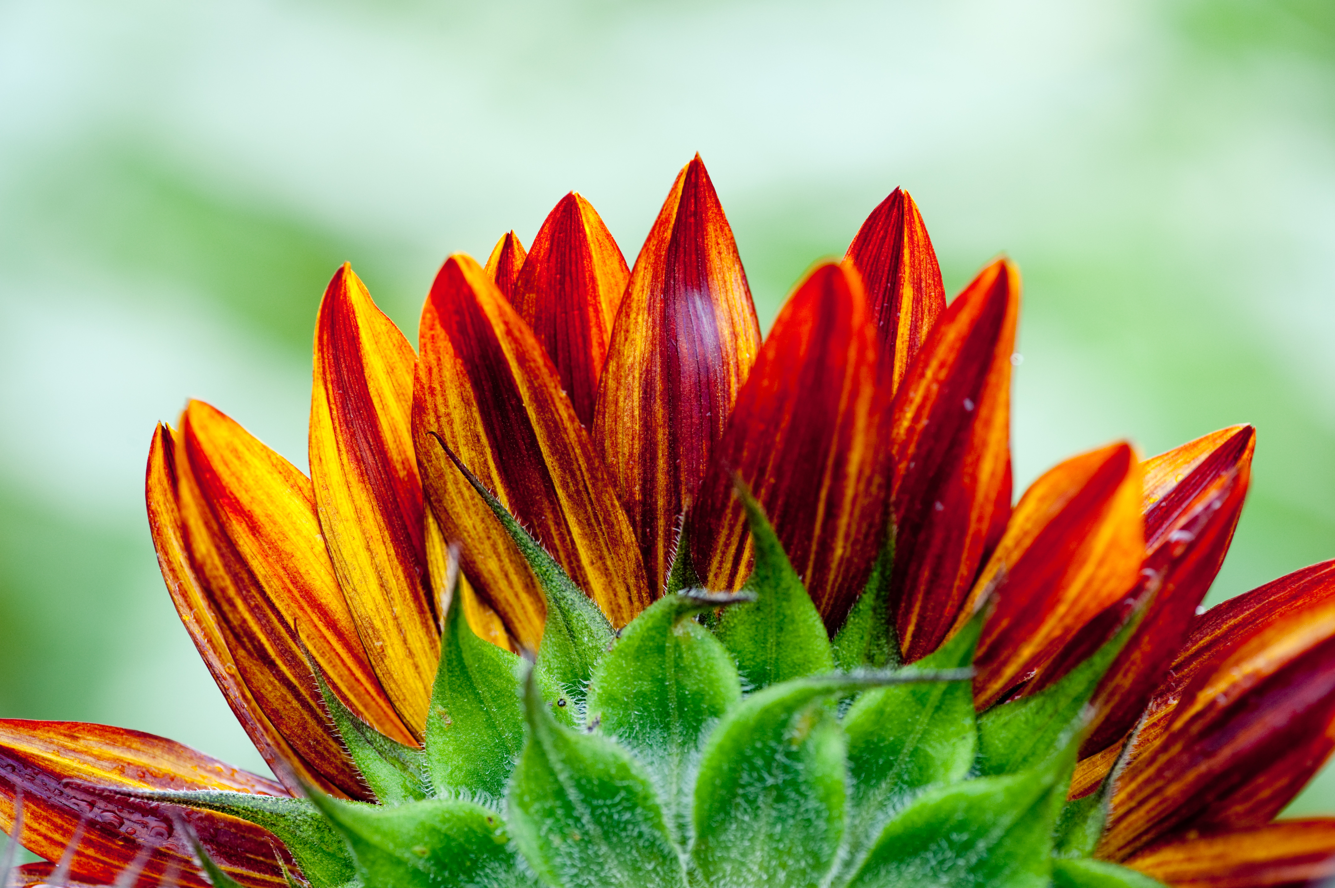 Another view of a sunflower (3818546159)