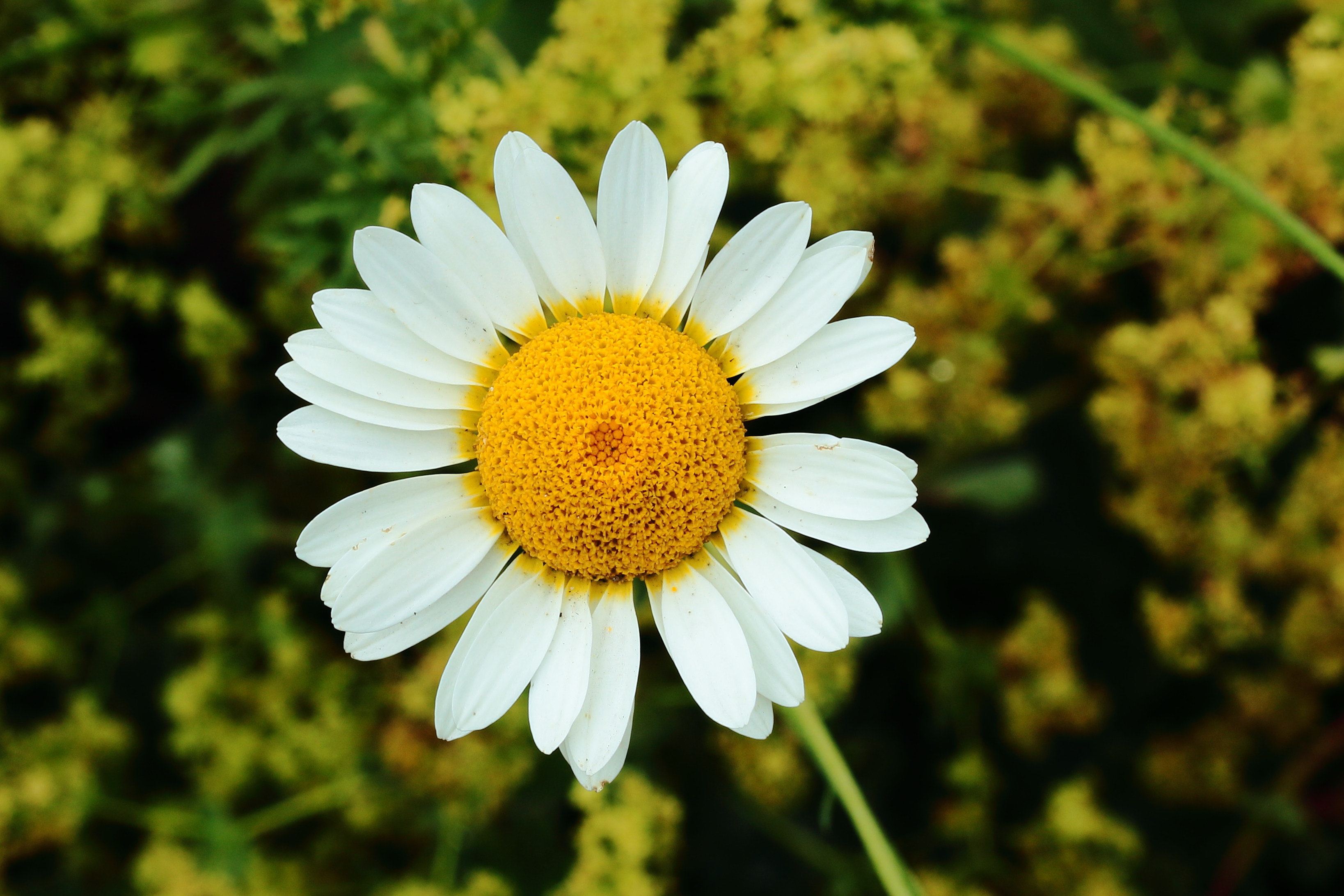 Anthemis 01