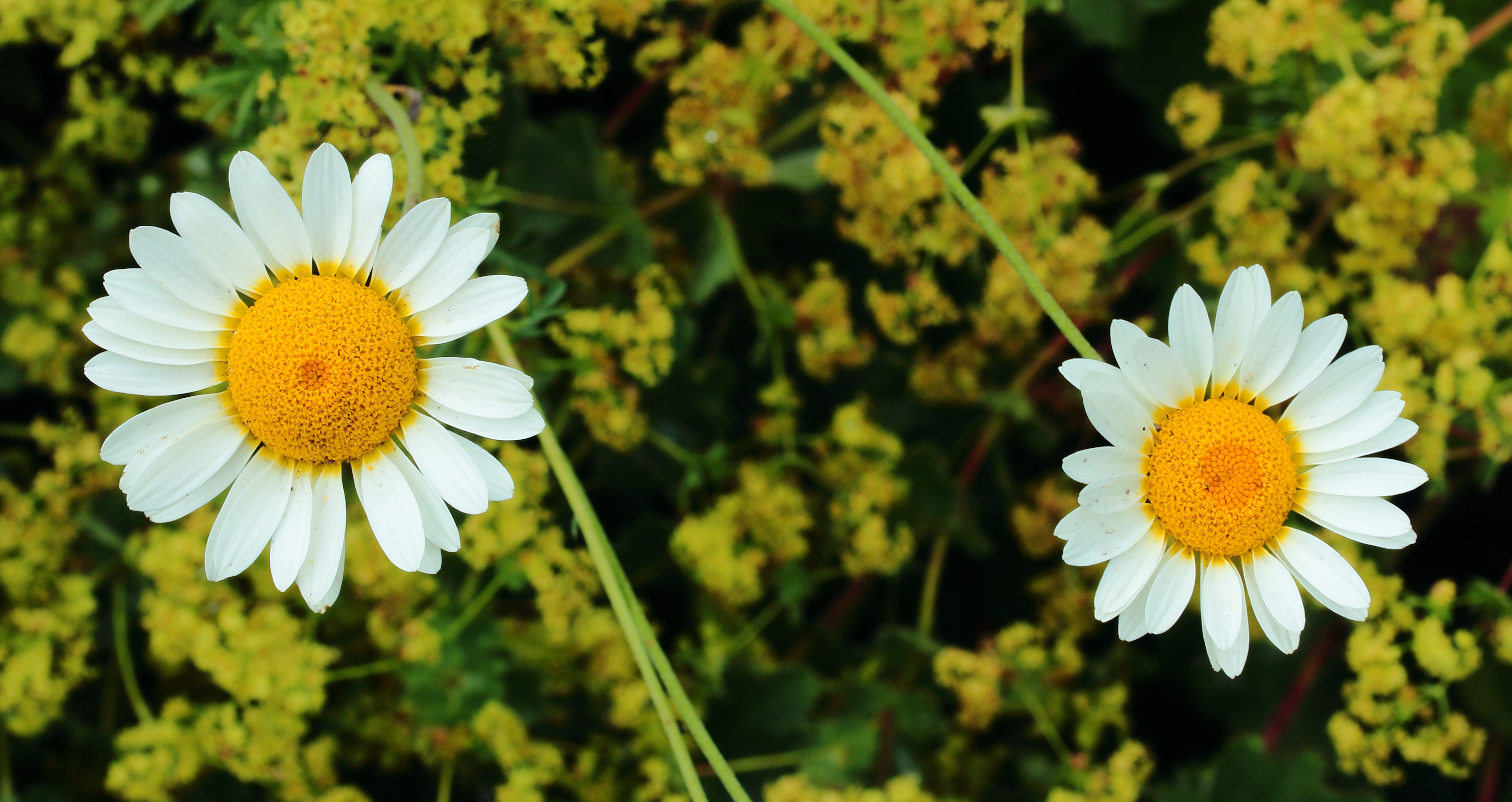 Anthemis 02