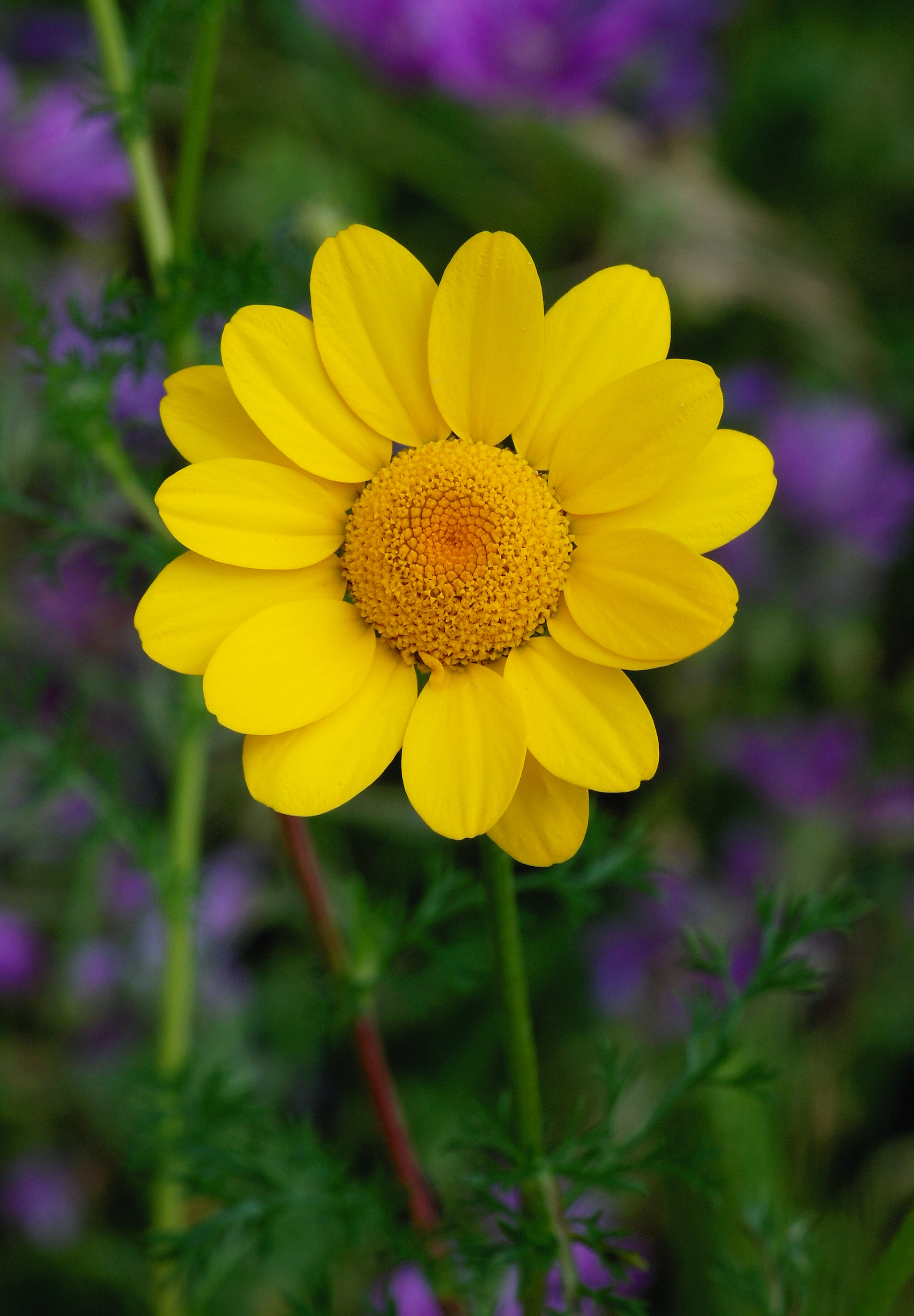 Anthemis April 2010-1