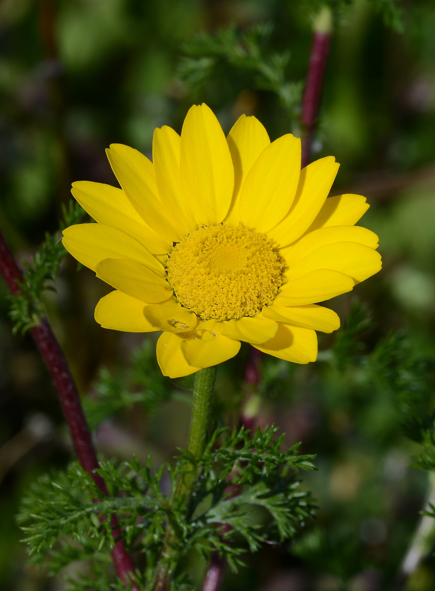 Anthemis april 2013-2