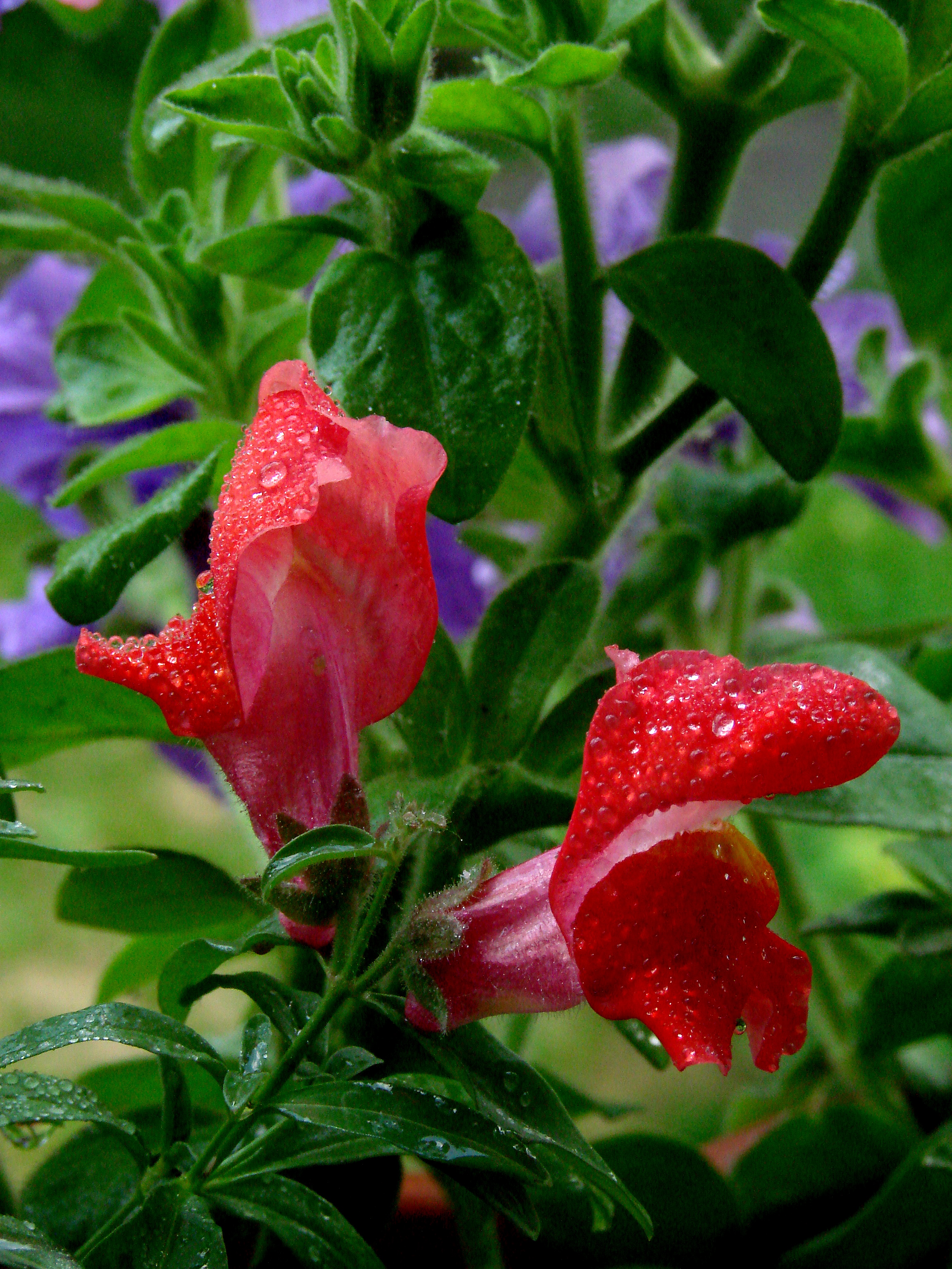 Antirrhinum flower