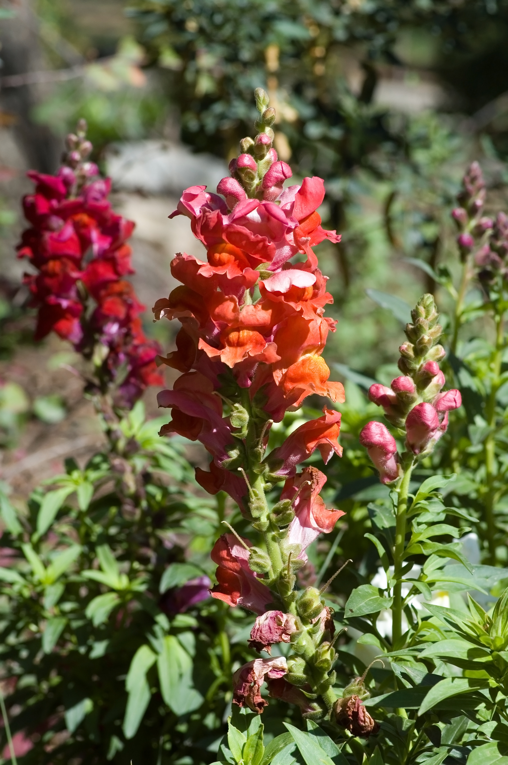 Antirrhinum majus San Antonio