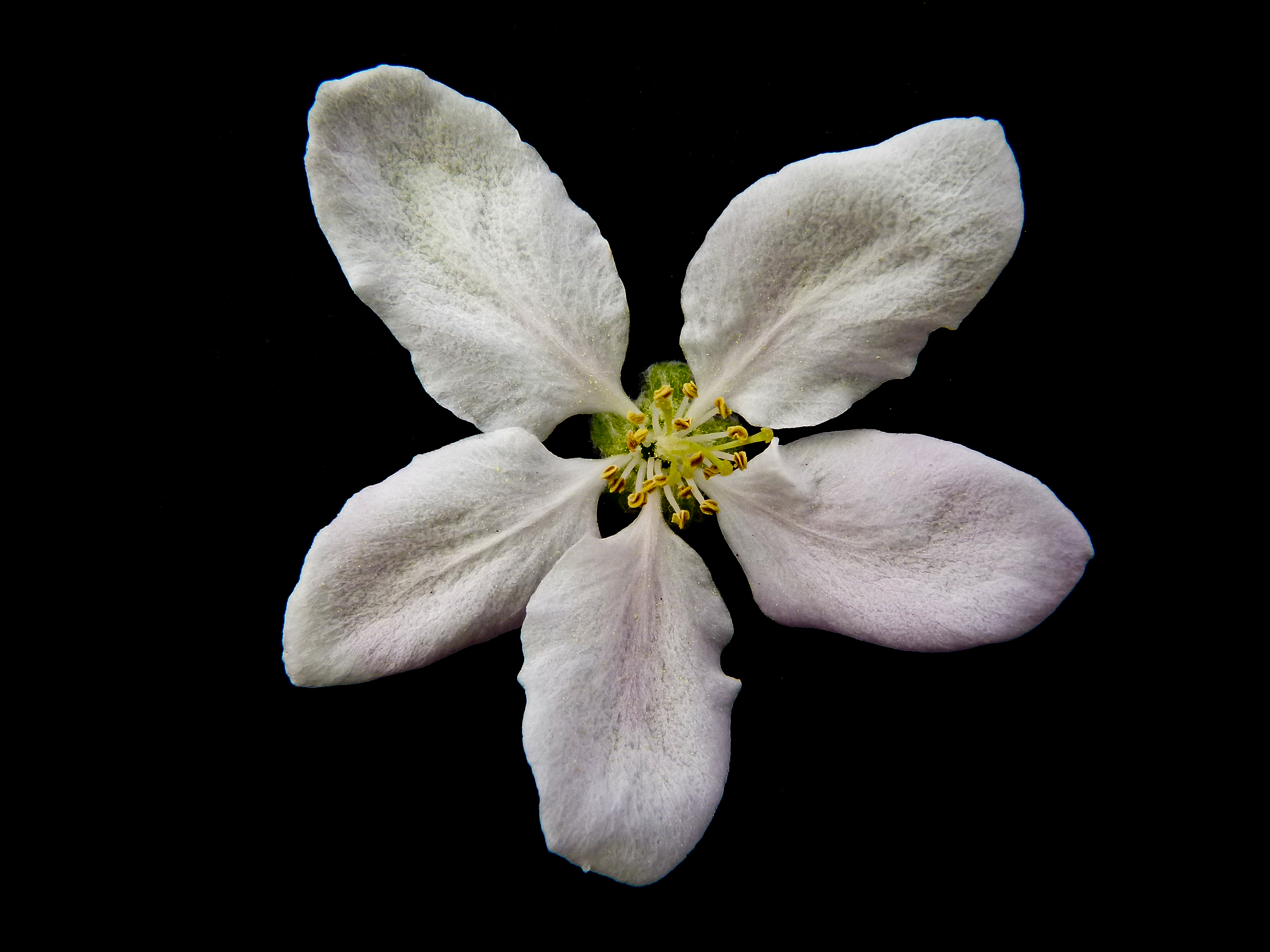 Apple blossom Apfelblüte 05