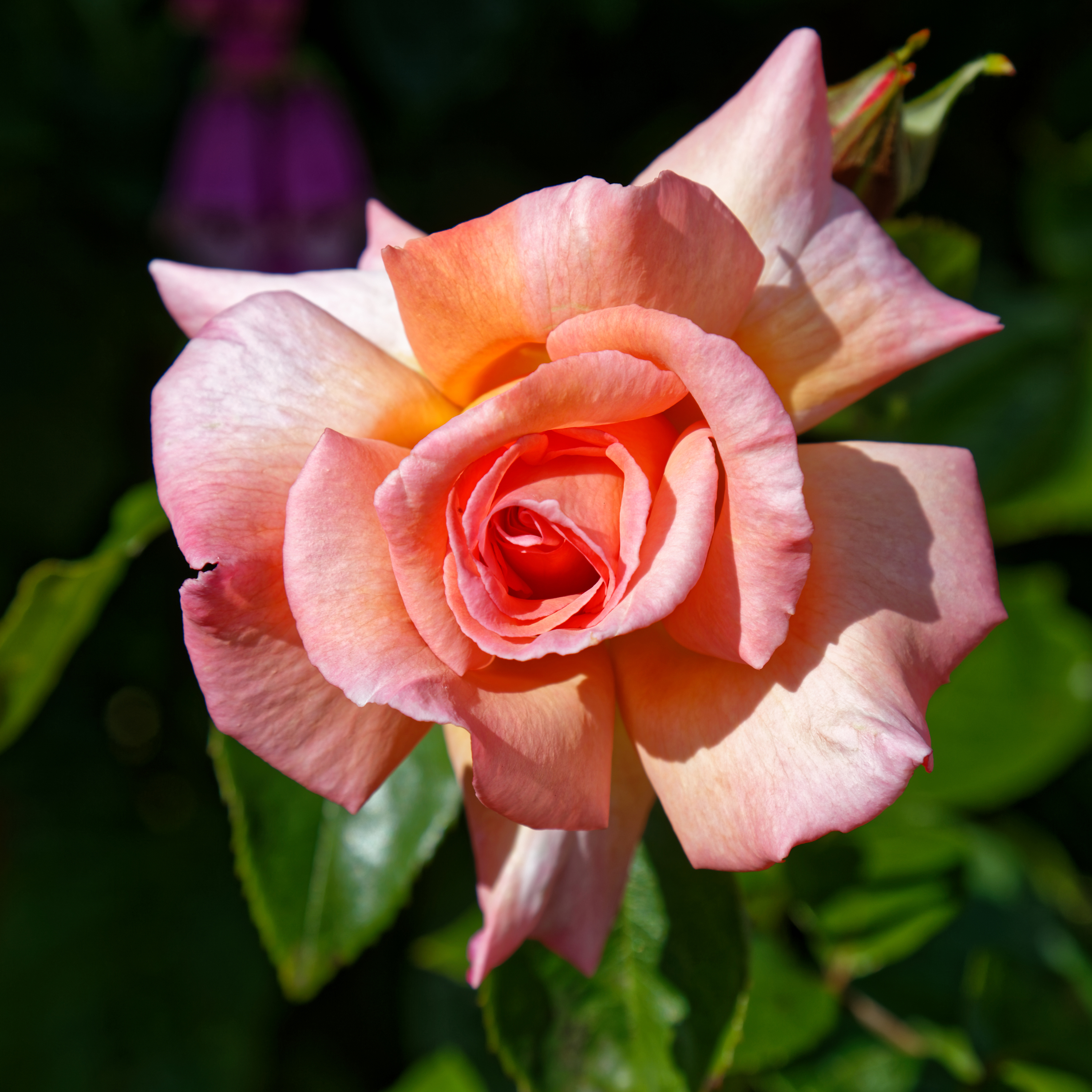 Apricot rose bloom at Boreham, Essex, England