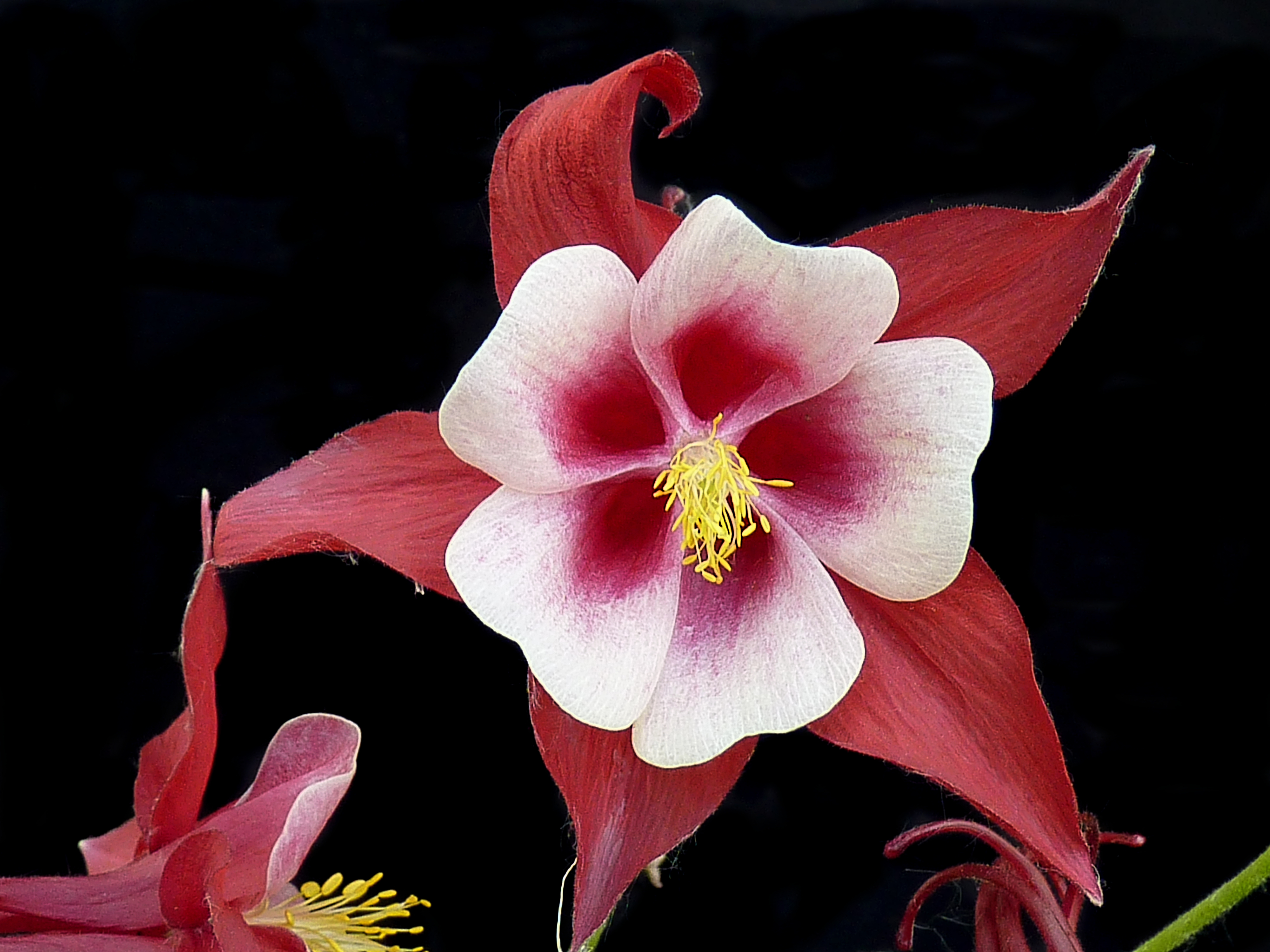 Aquilegia 'Songbird Cardinal' J1