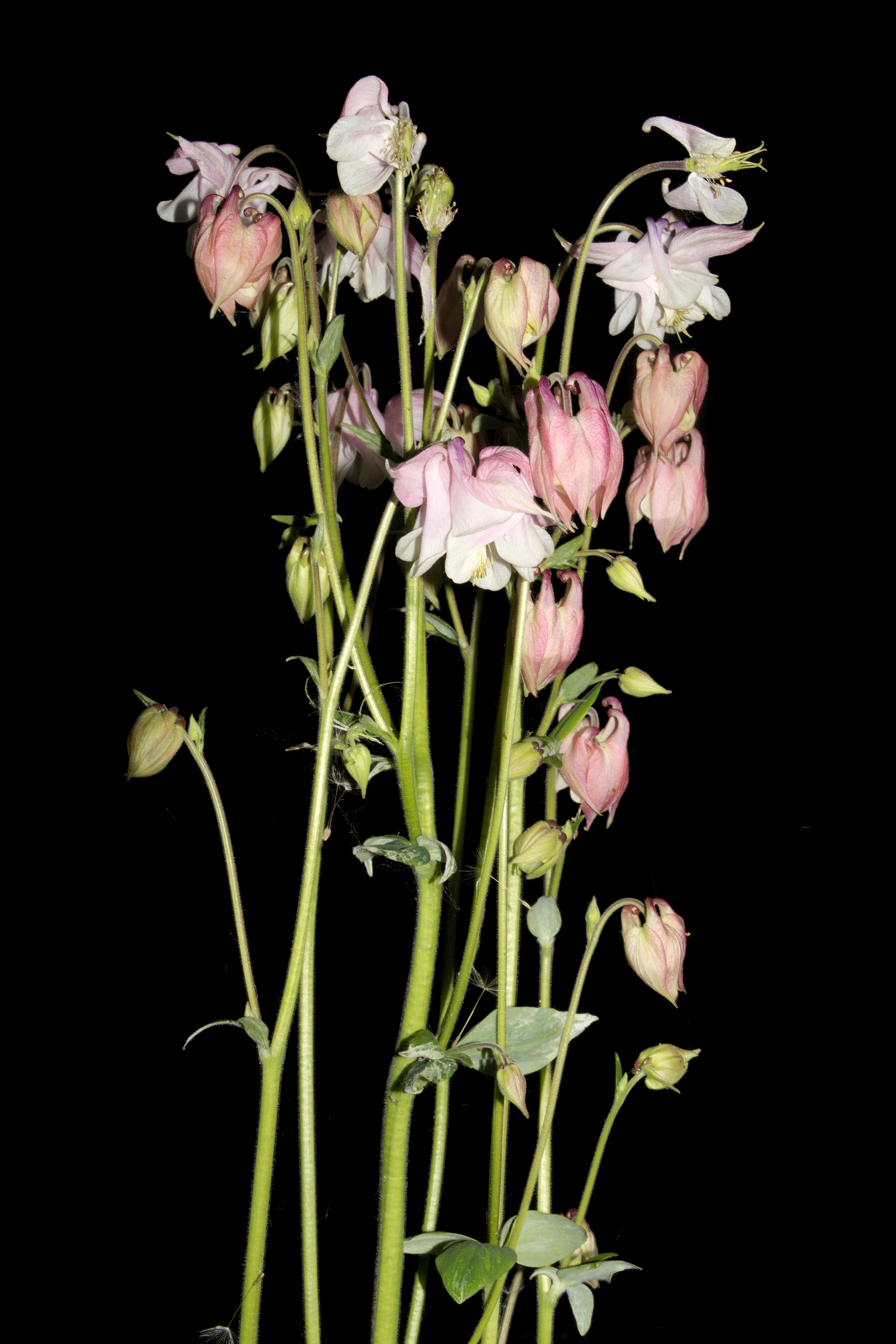 Aquilegia vulgaris20170610 8023