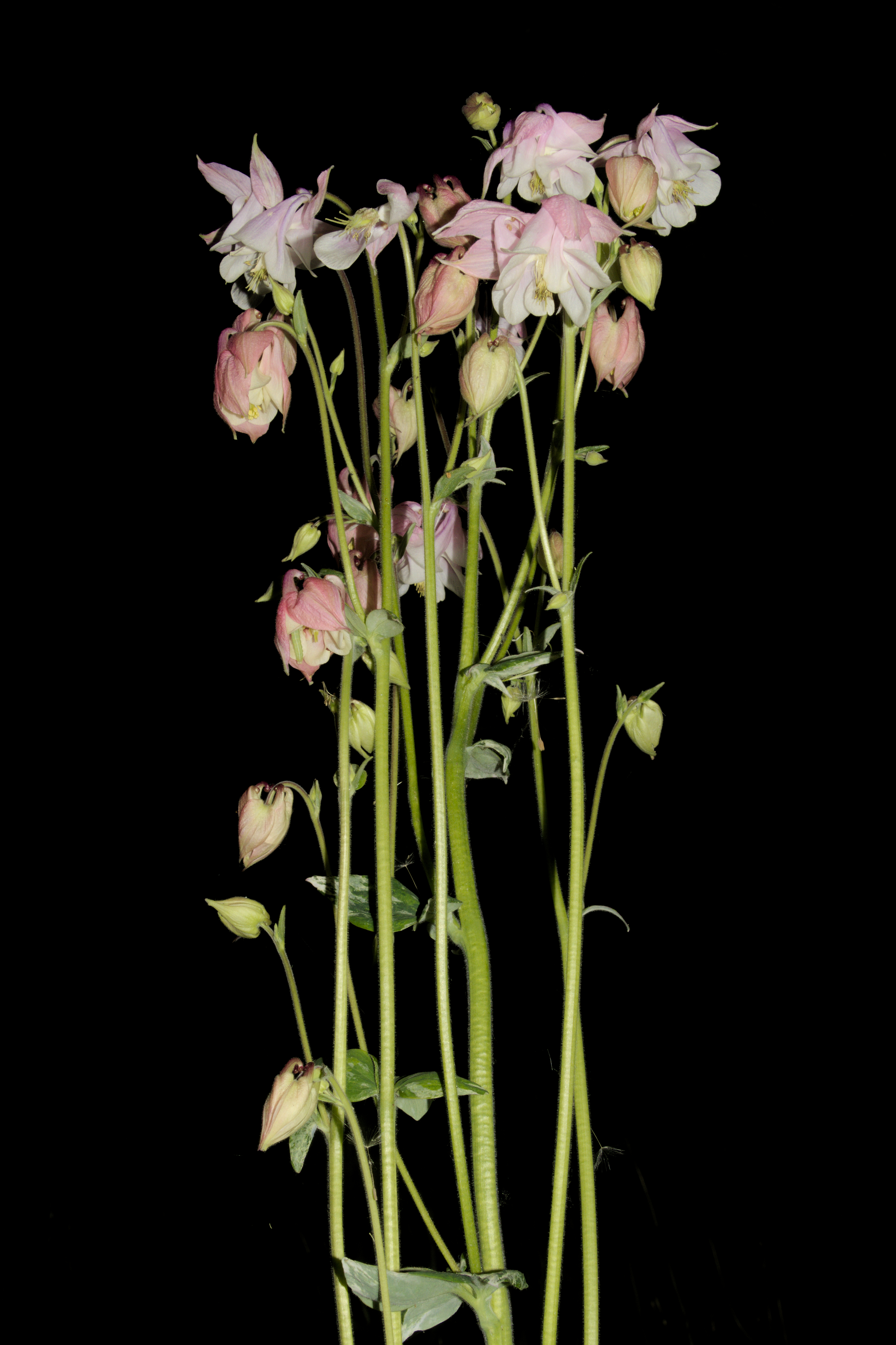Aquilegia vulgaris20170610 8027