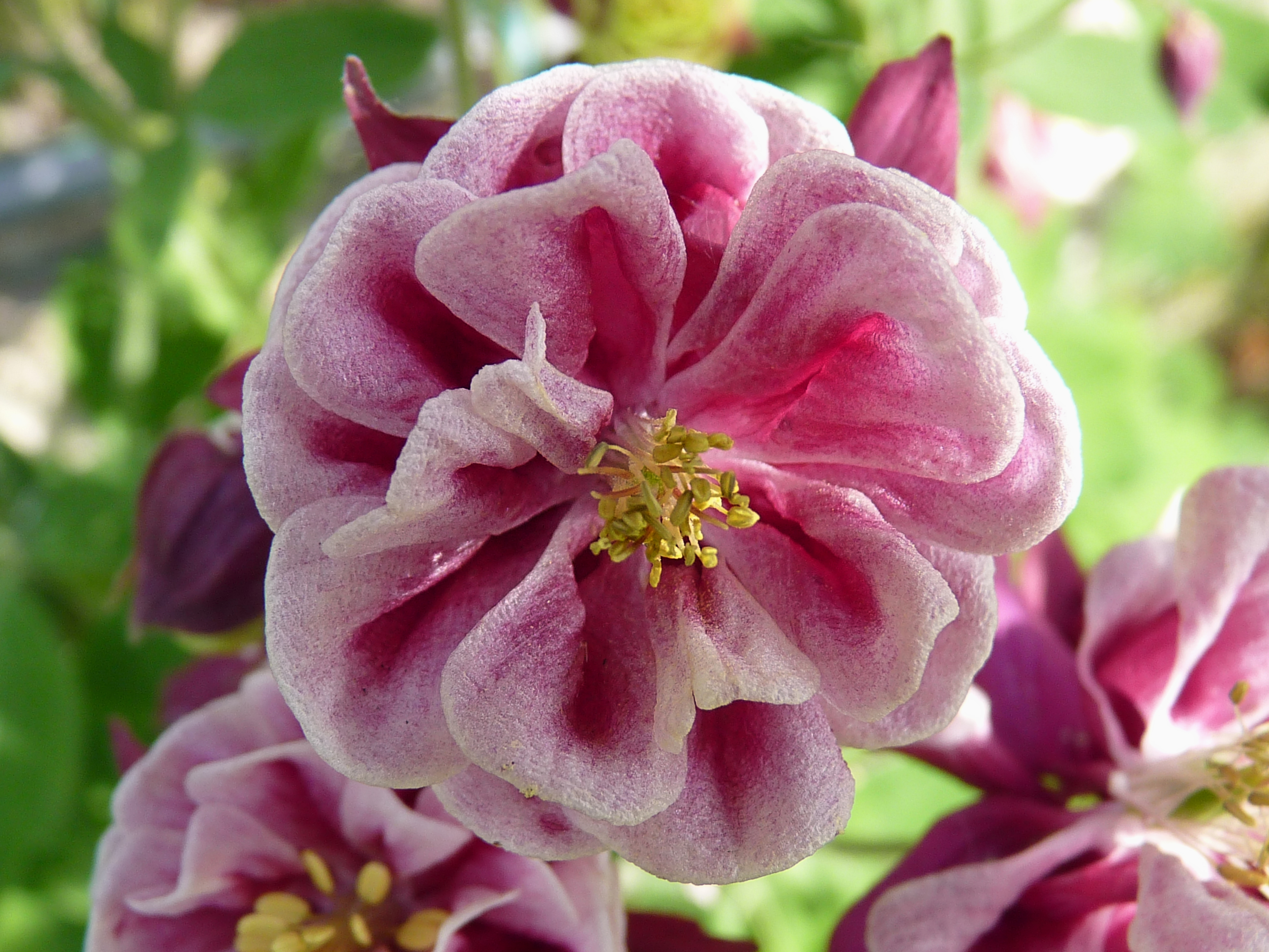 Aquilegia vulgaris 'Winky Red White Double' J1
