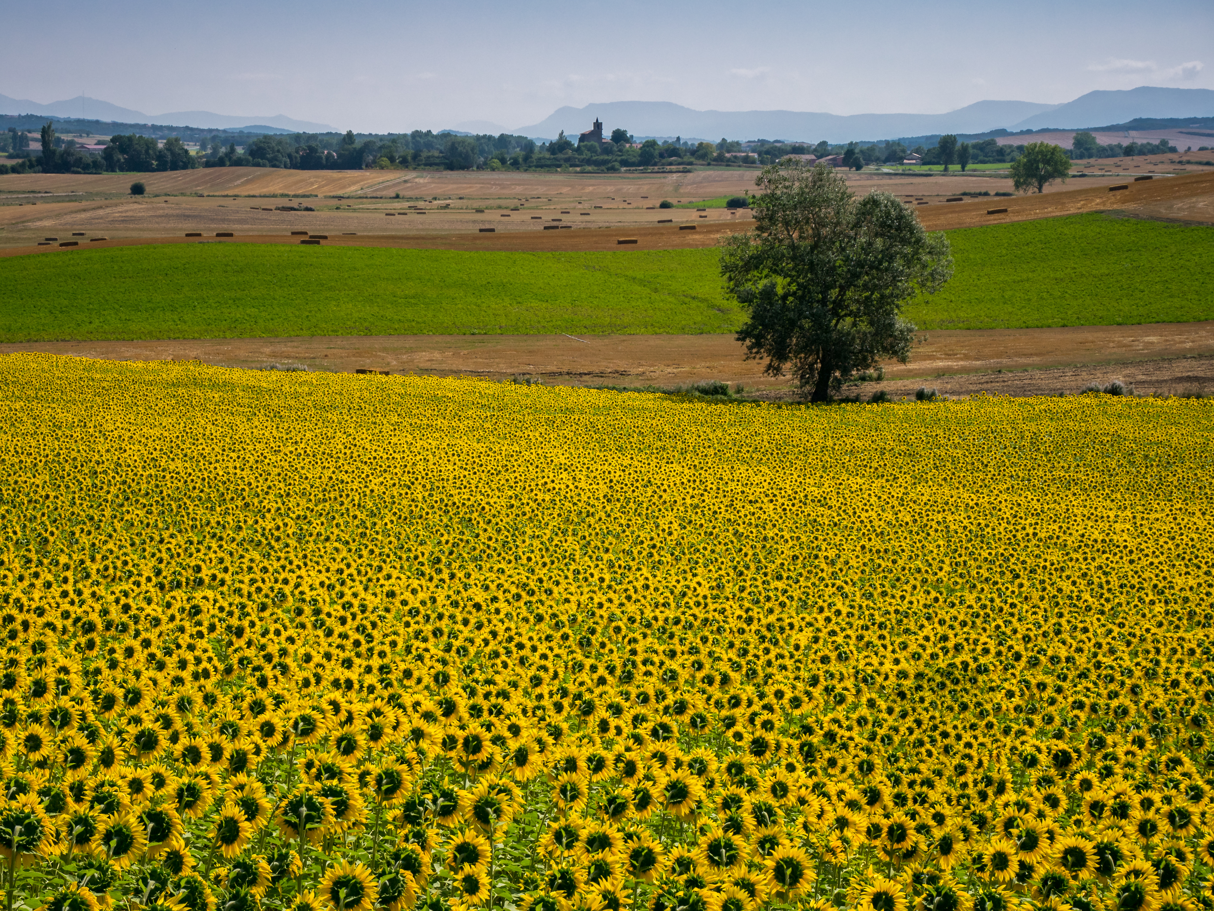 Arkaia - Girasoles -BT- 01