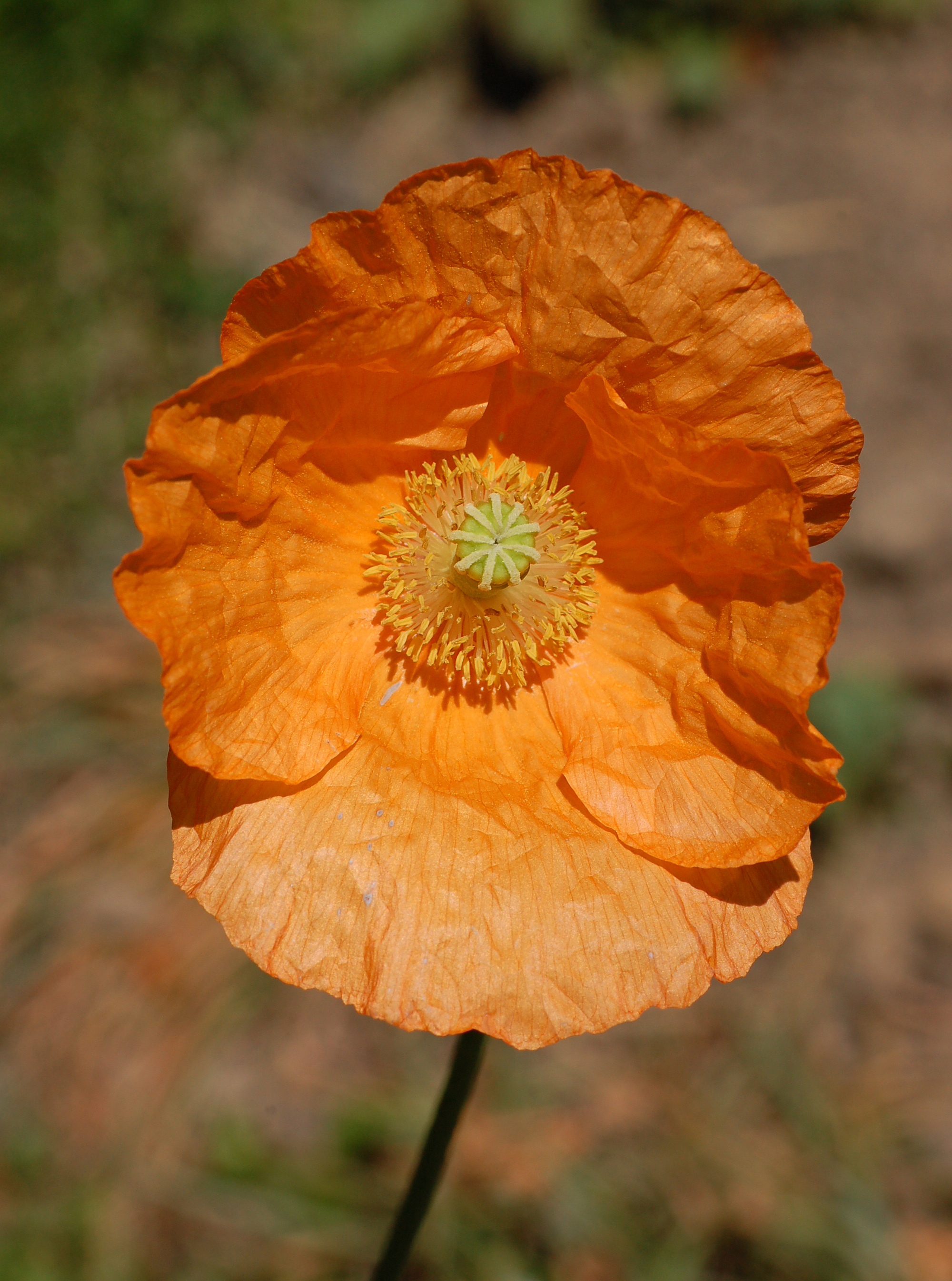 Armenian Poppy Papaver lateritium Flower 2000px