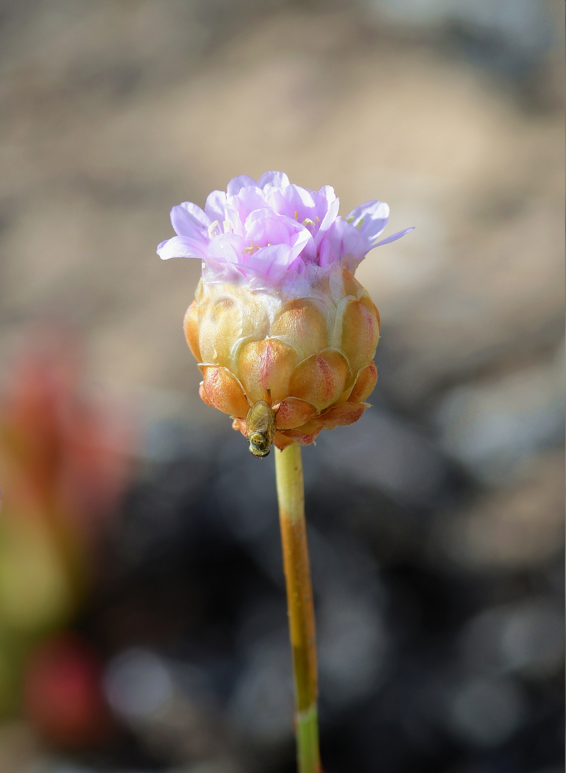 Armeria June 2013-3