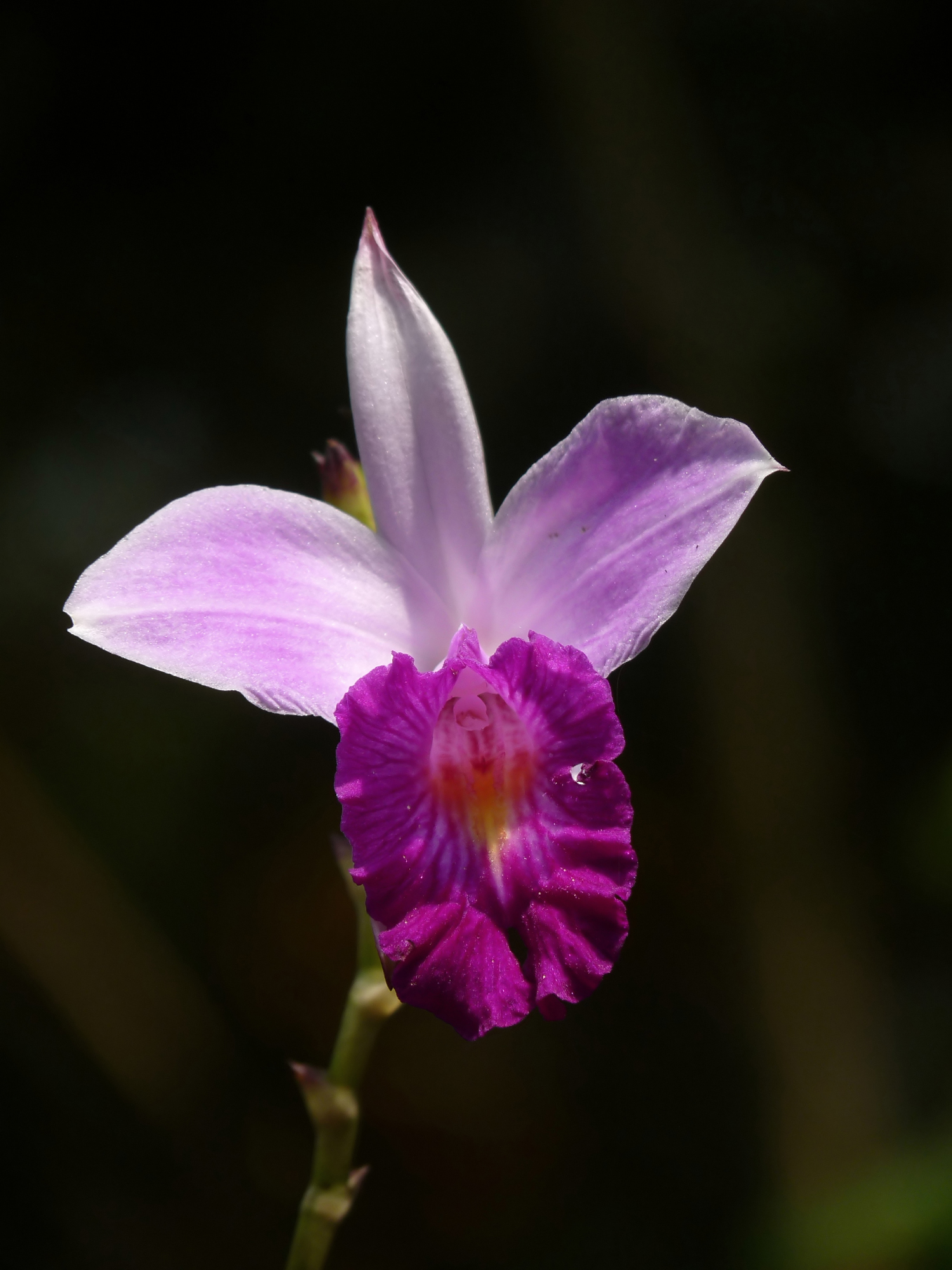 Arundina graminifolia at Kadavoor