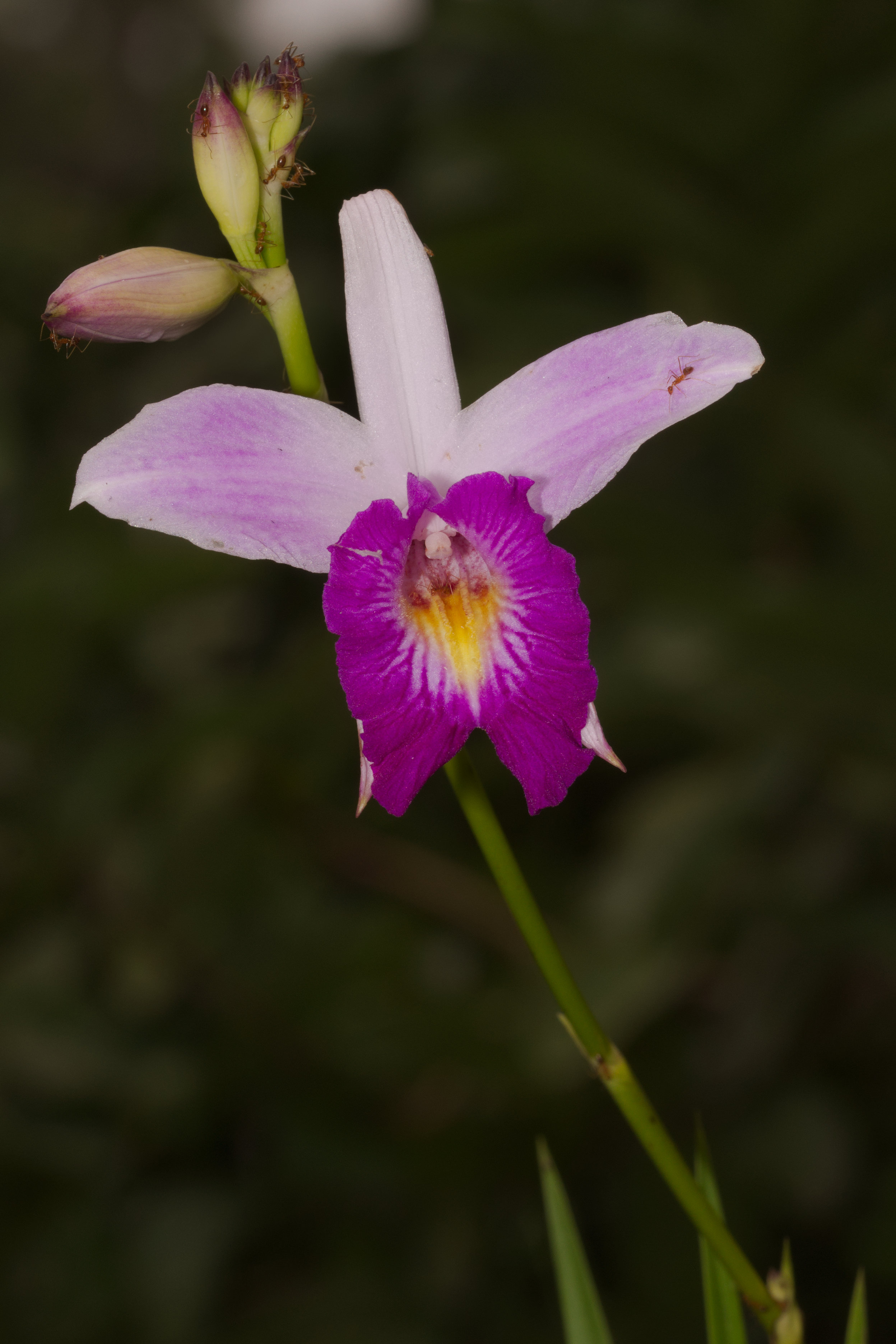 Arundina graminifolia by Kadavoor