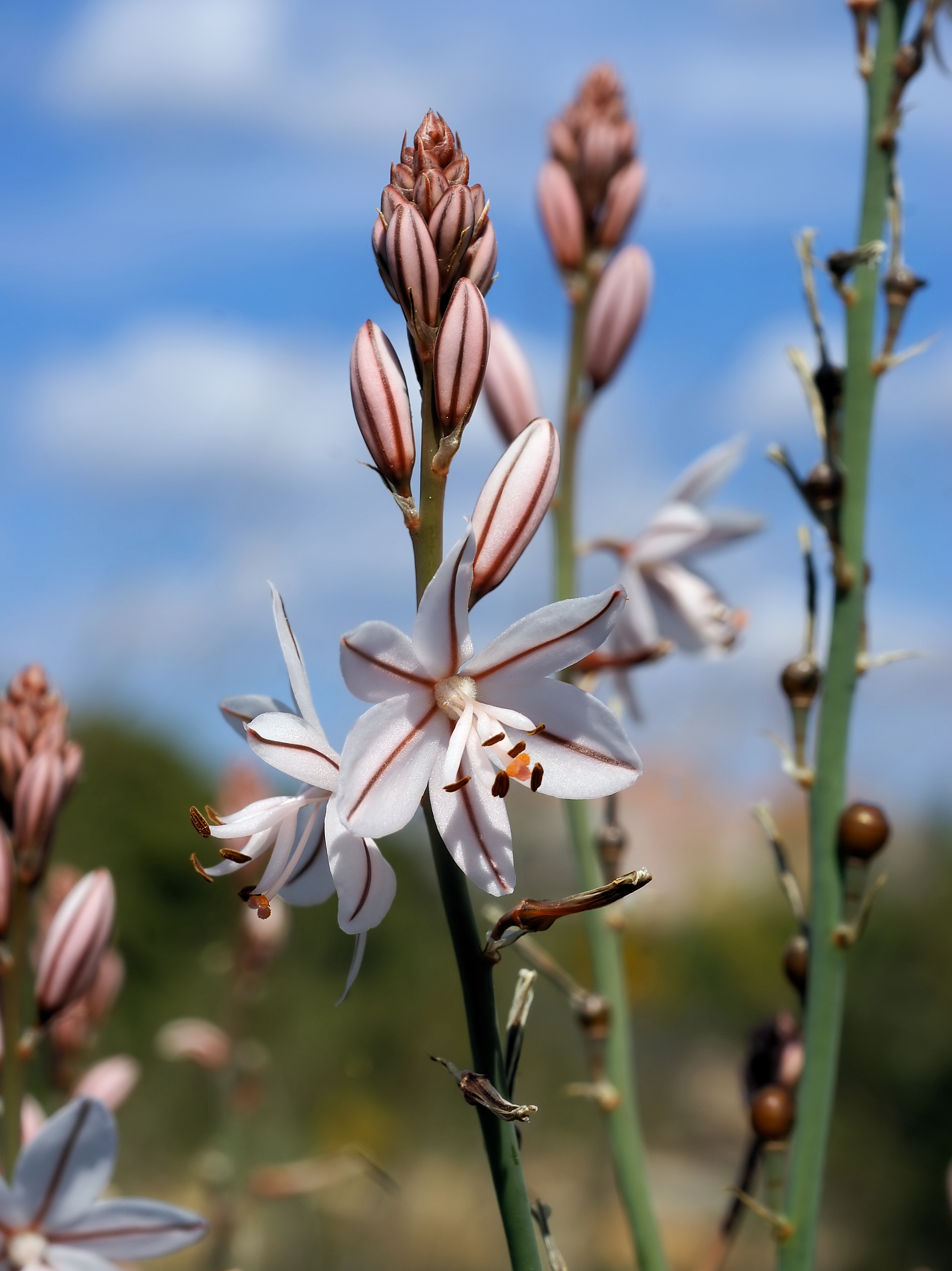 Asphodelus fistulosus (flowers)