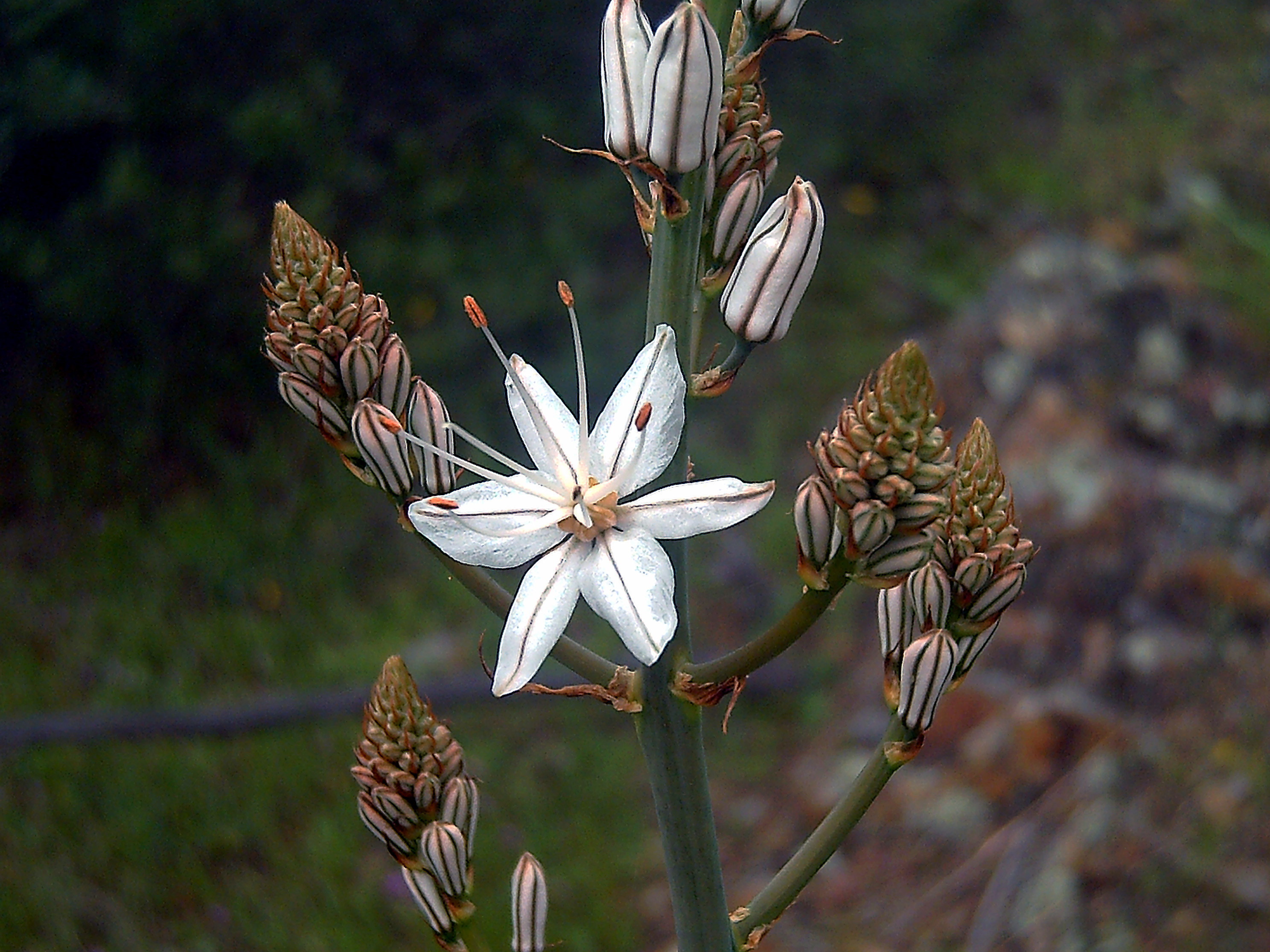 Asphodelus fistulosus Flowers Closep DehesaBoyaldePuertollano