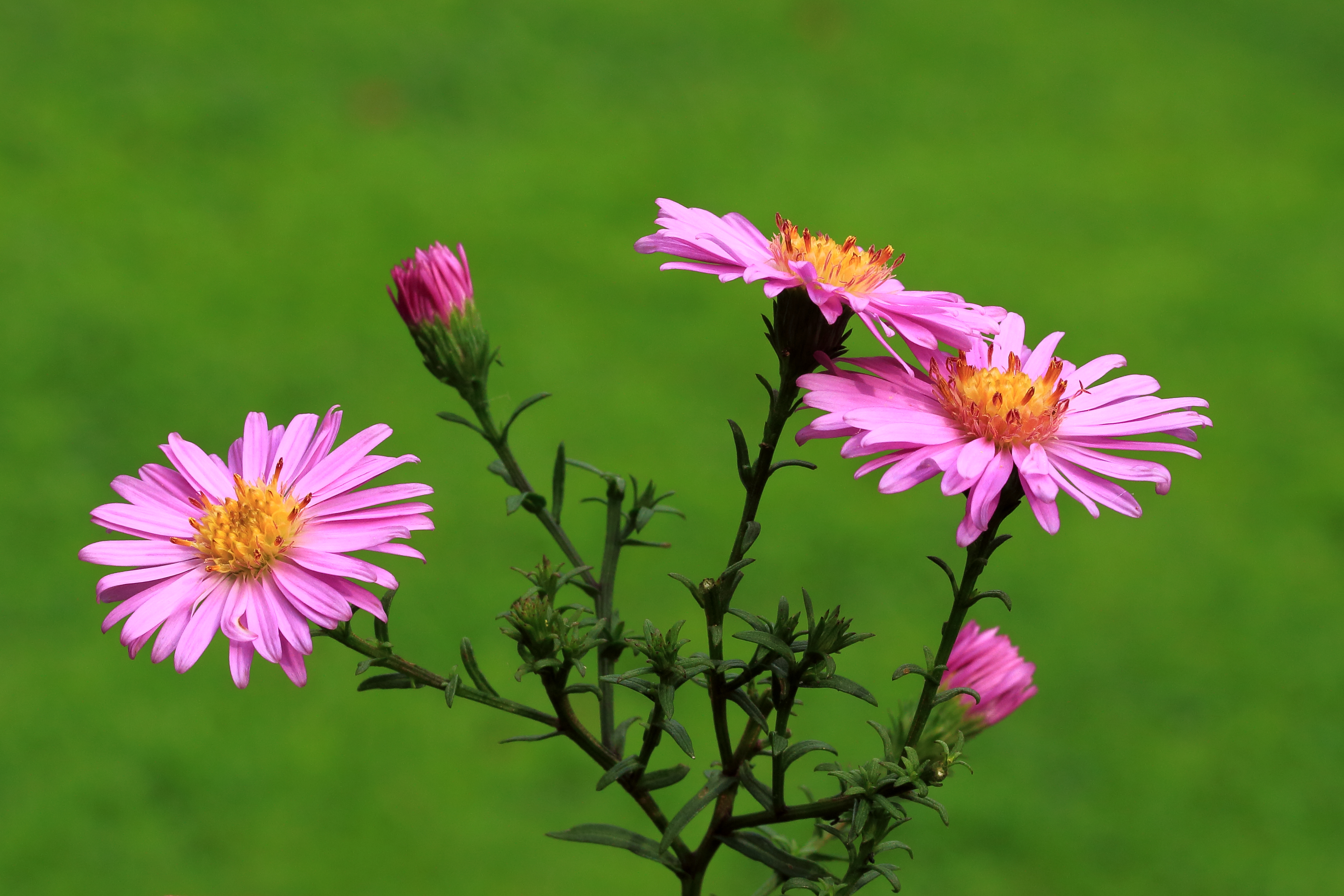 Aster 003