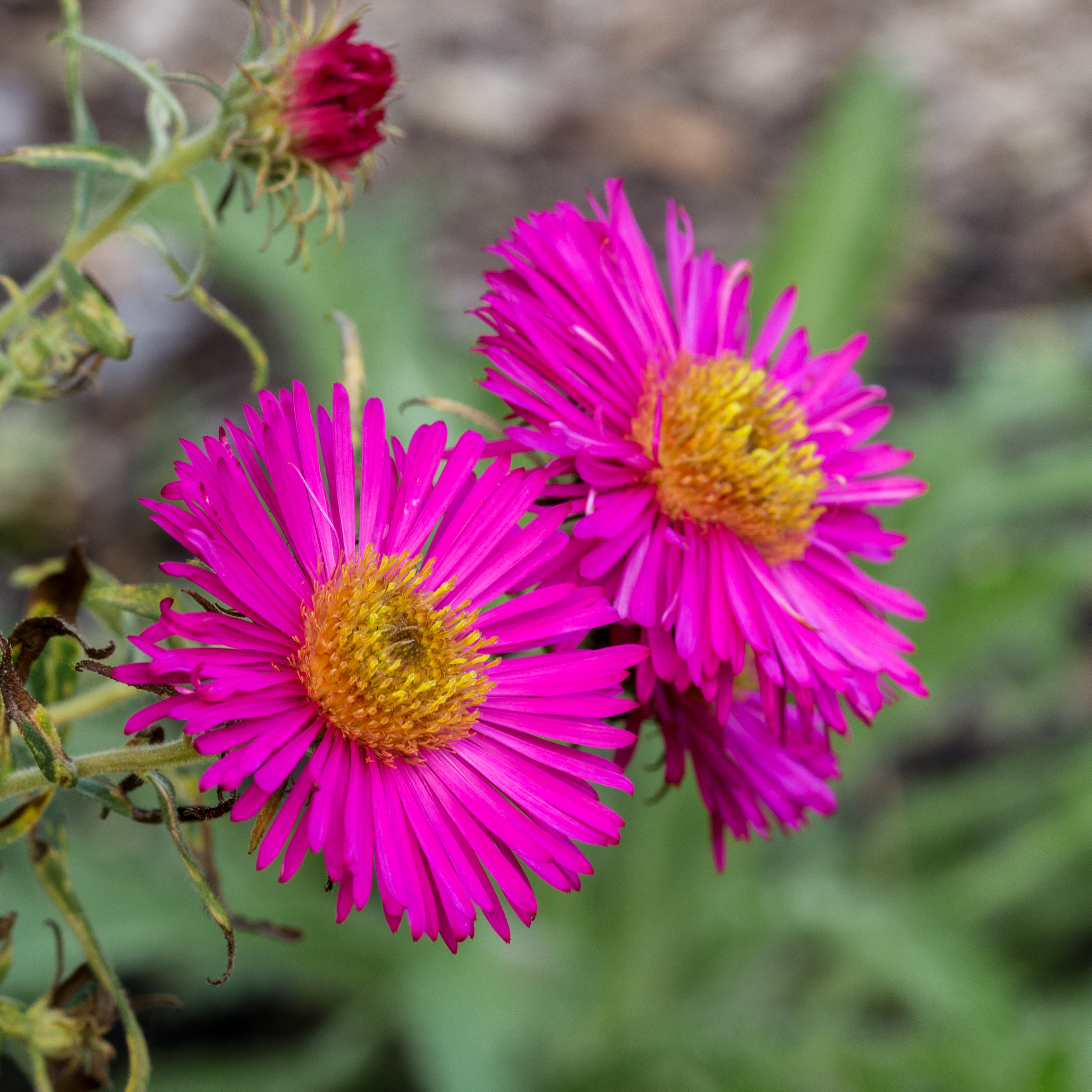 Aster 'Harrington's Pink' (actm)